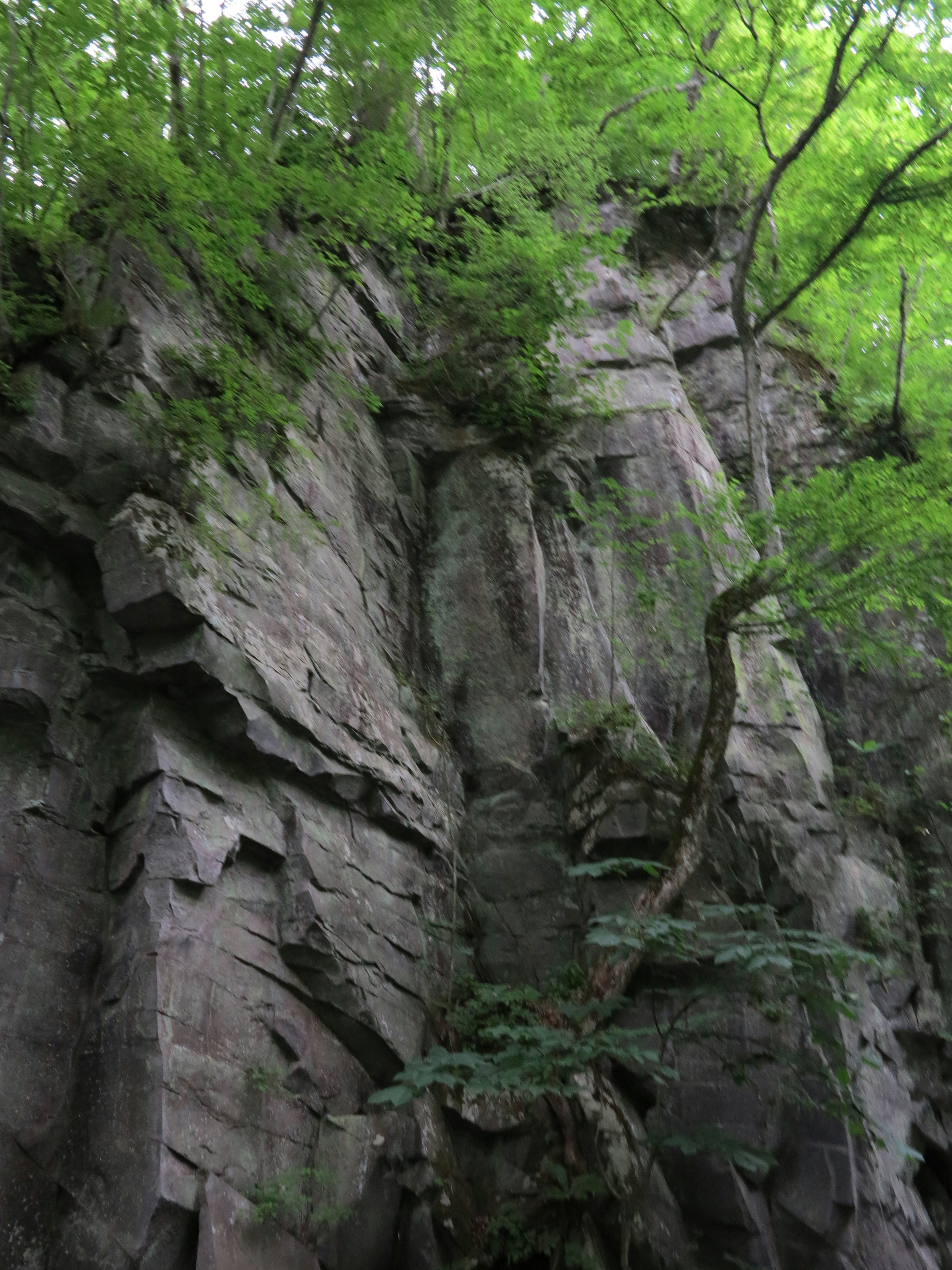 Rock cliff surrounded by lush green trees