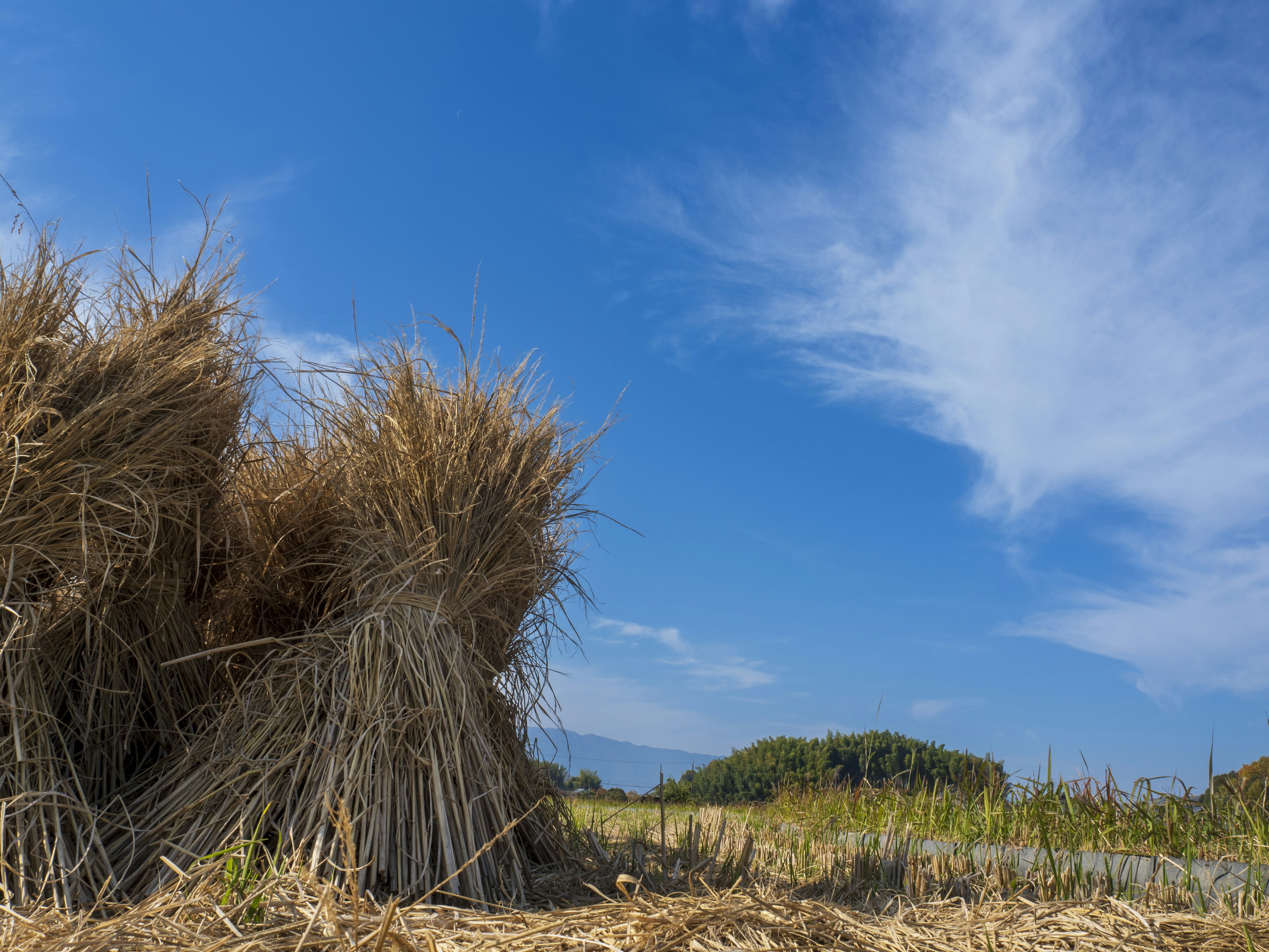 Piles de paille récoltée sous un ciel bleu clair