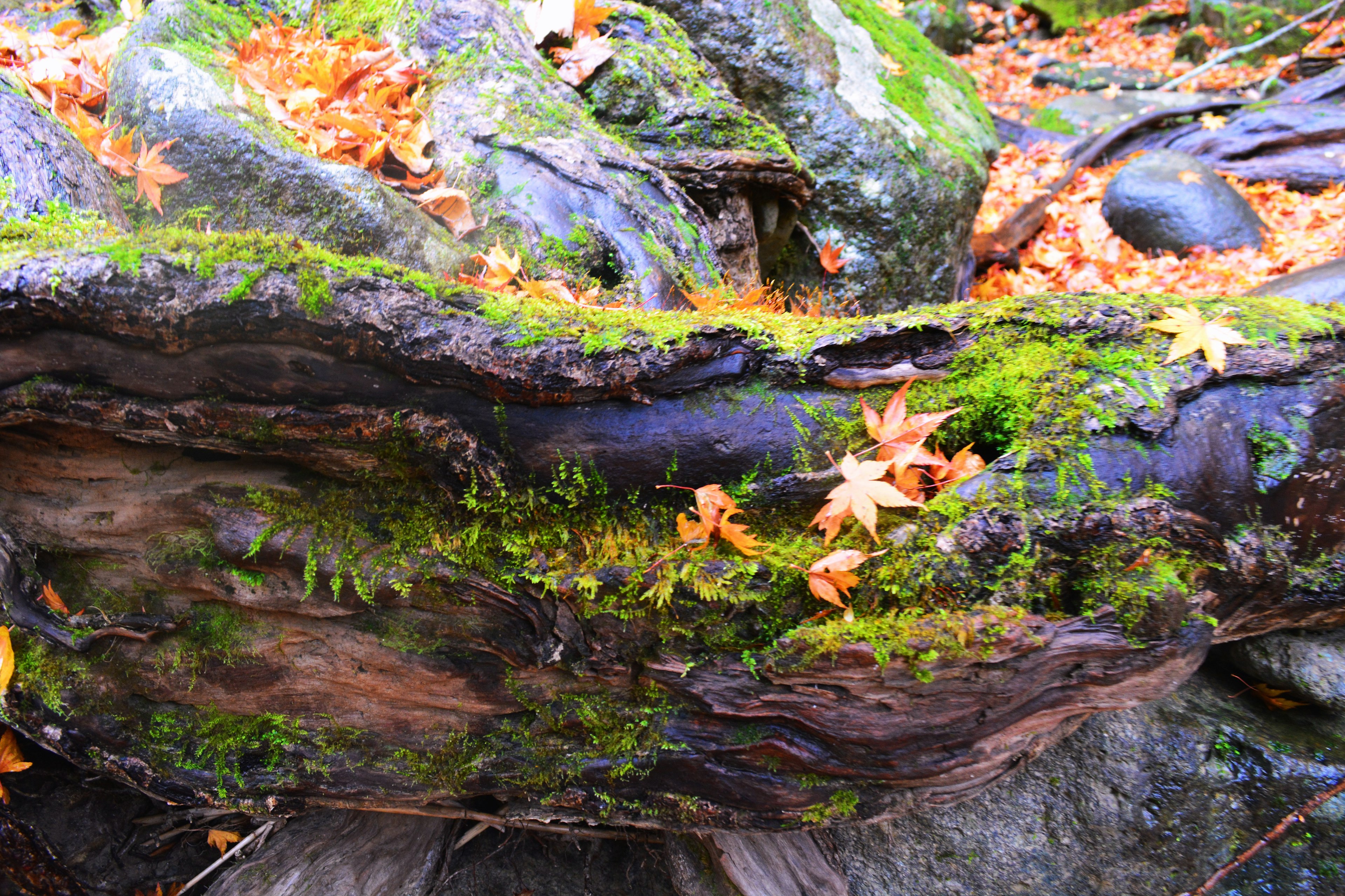 Moss-covered log with fallen leaves in a natural setting