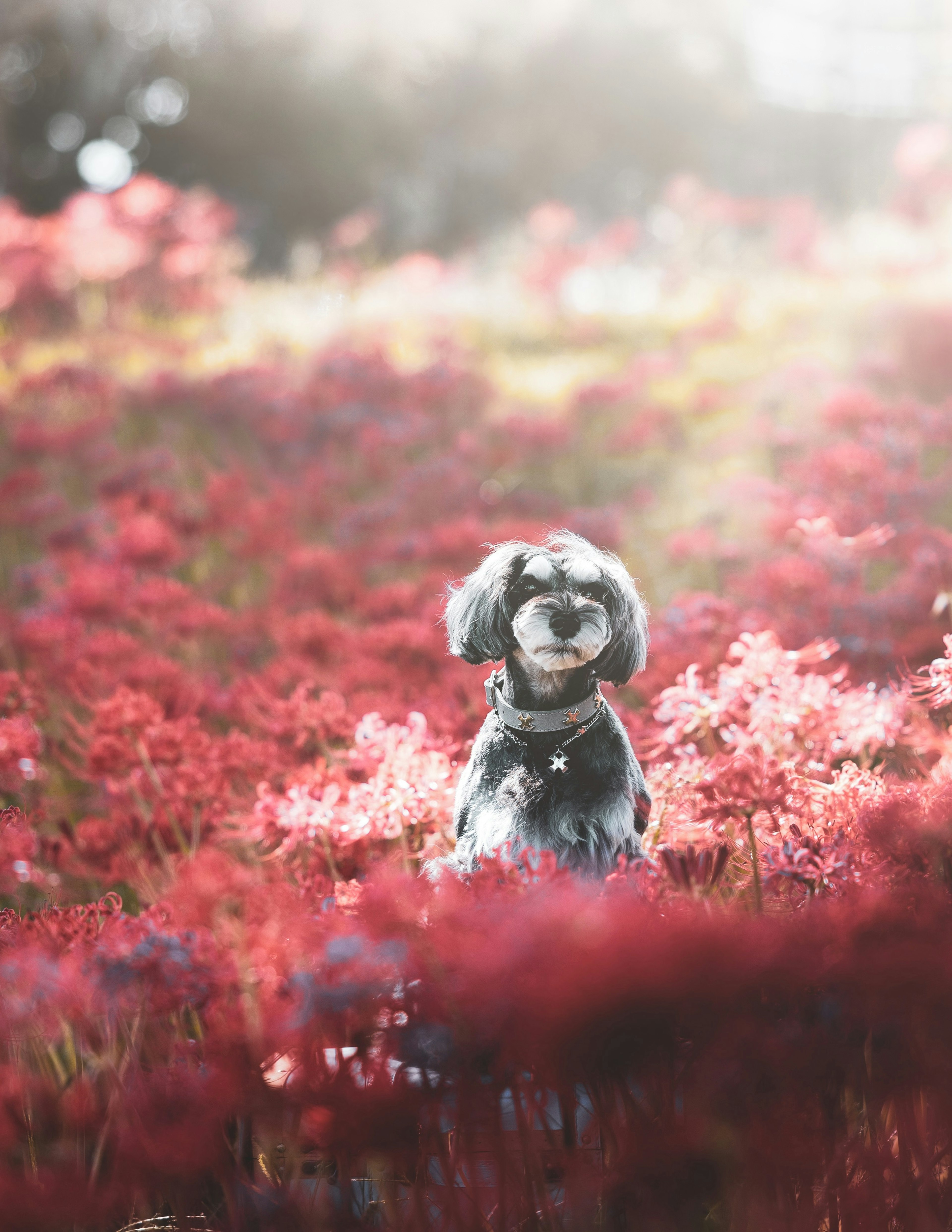 Anjing lucu dikelilingi bunga merah di ladang yang cerah