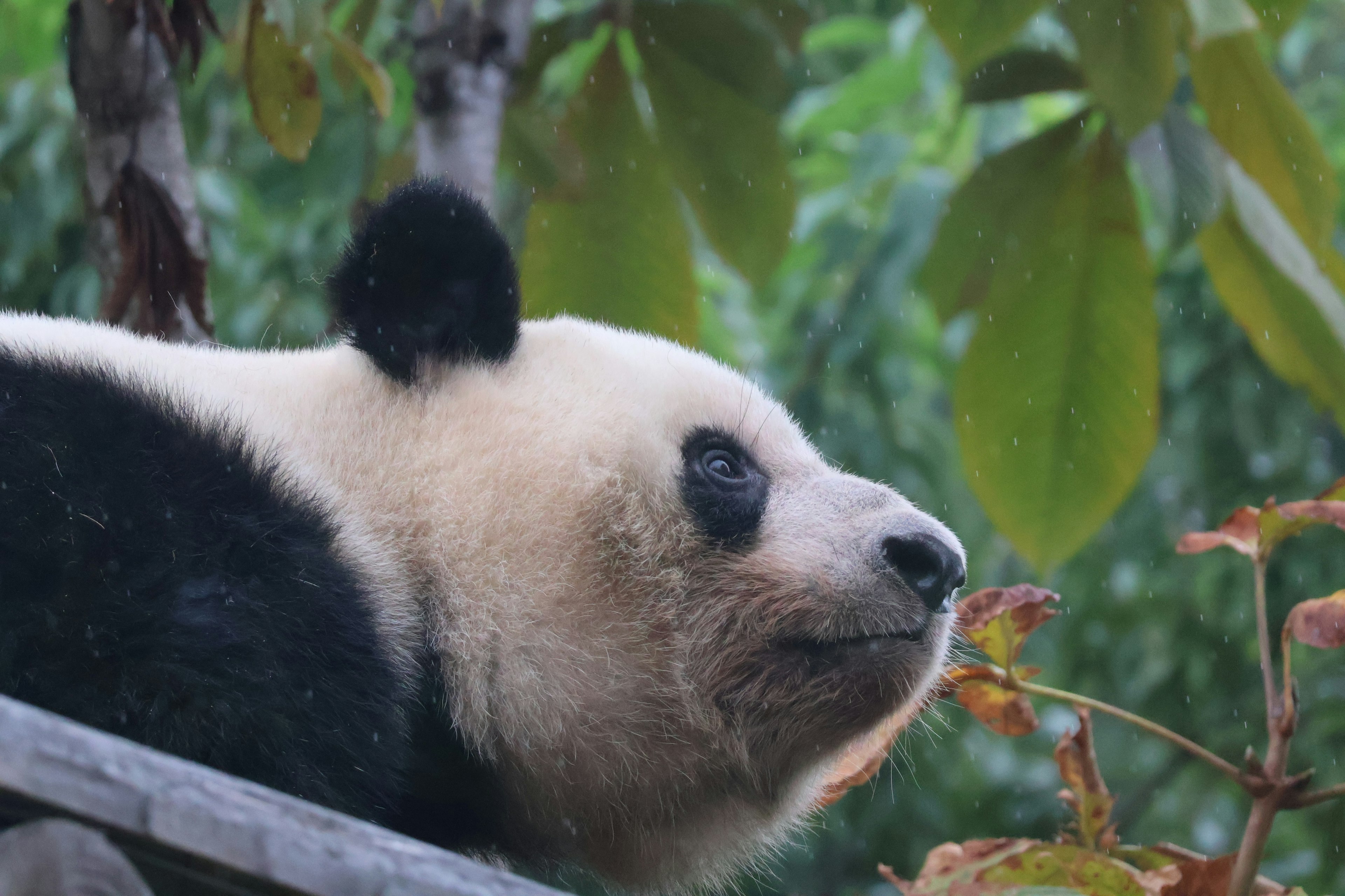 Un panda che osserva tranquillamente vicino a delle foglie