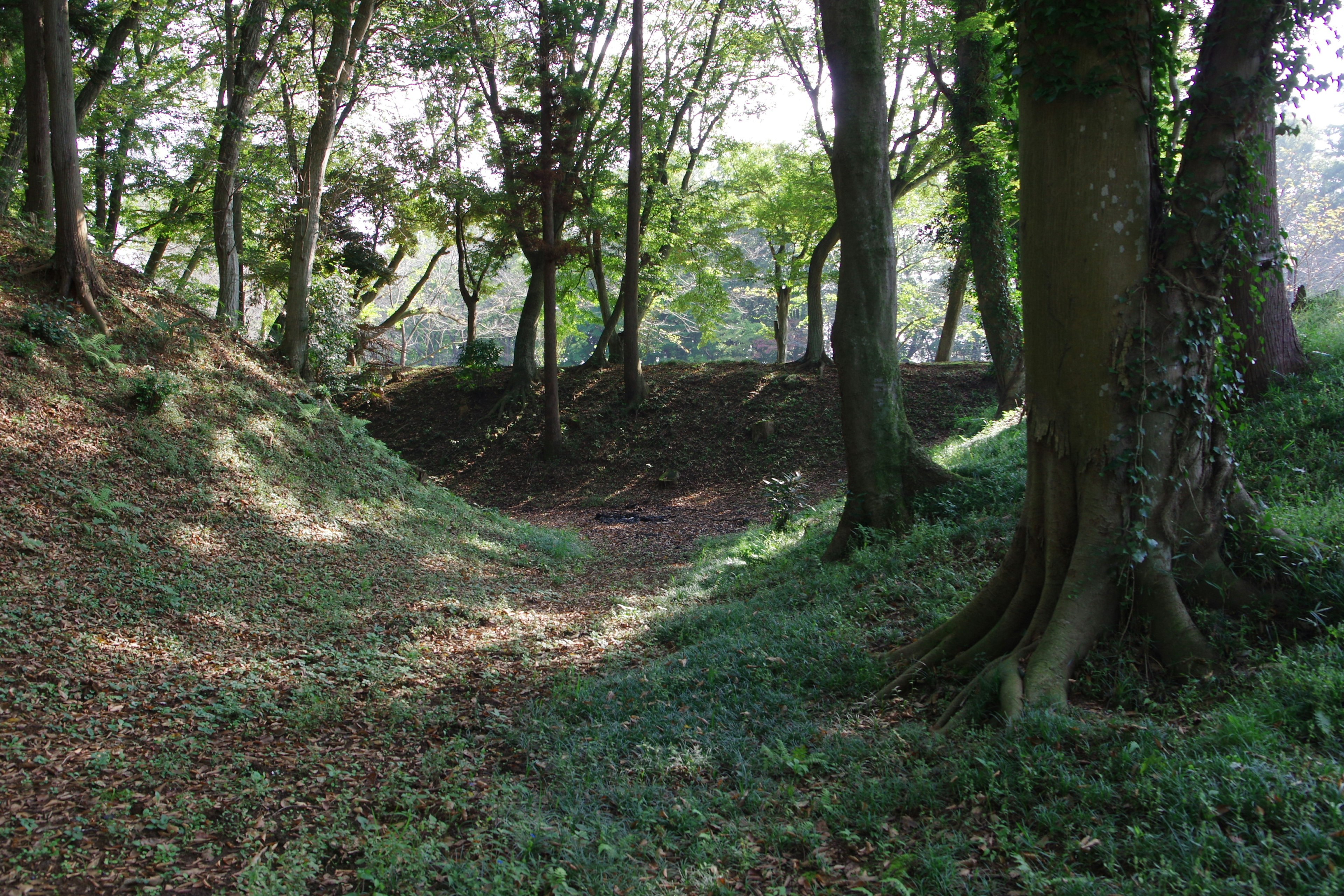 Ein malerischer Weg, der durch einen üppigen grünen Wald mit Bäumen führt