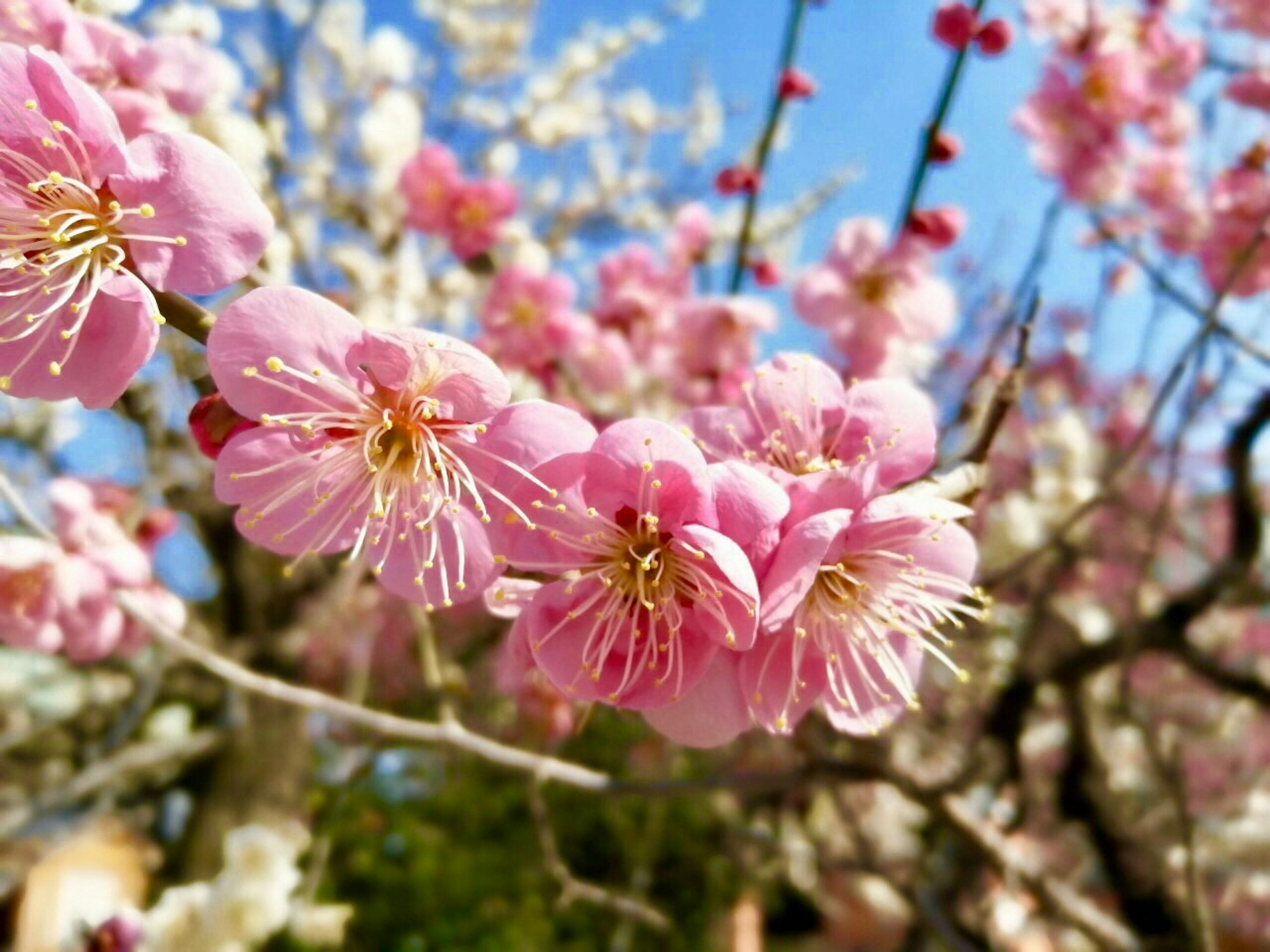 Kedekatan cabang bunga sakura dengan bunga pink di latar belakang langit biru