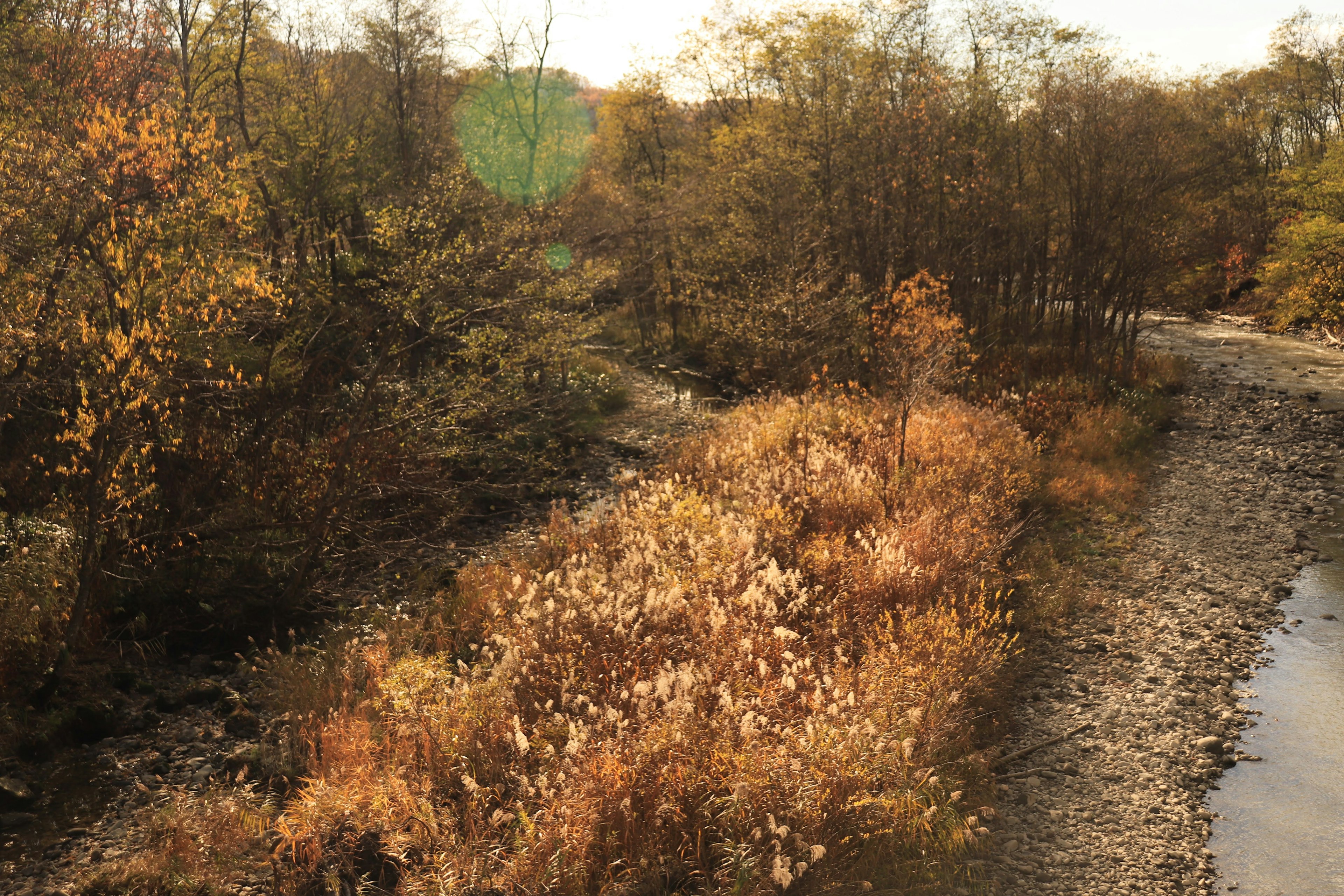 Scena di riva con fogliame autunnale e fiori selvatici