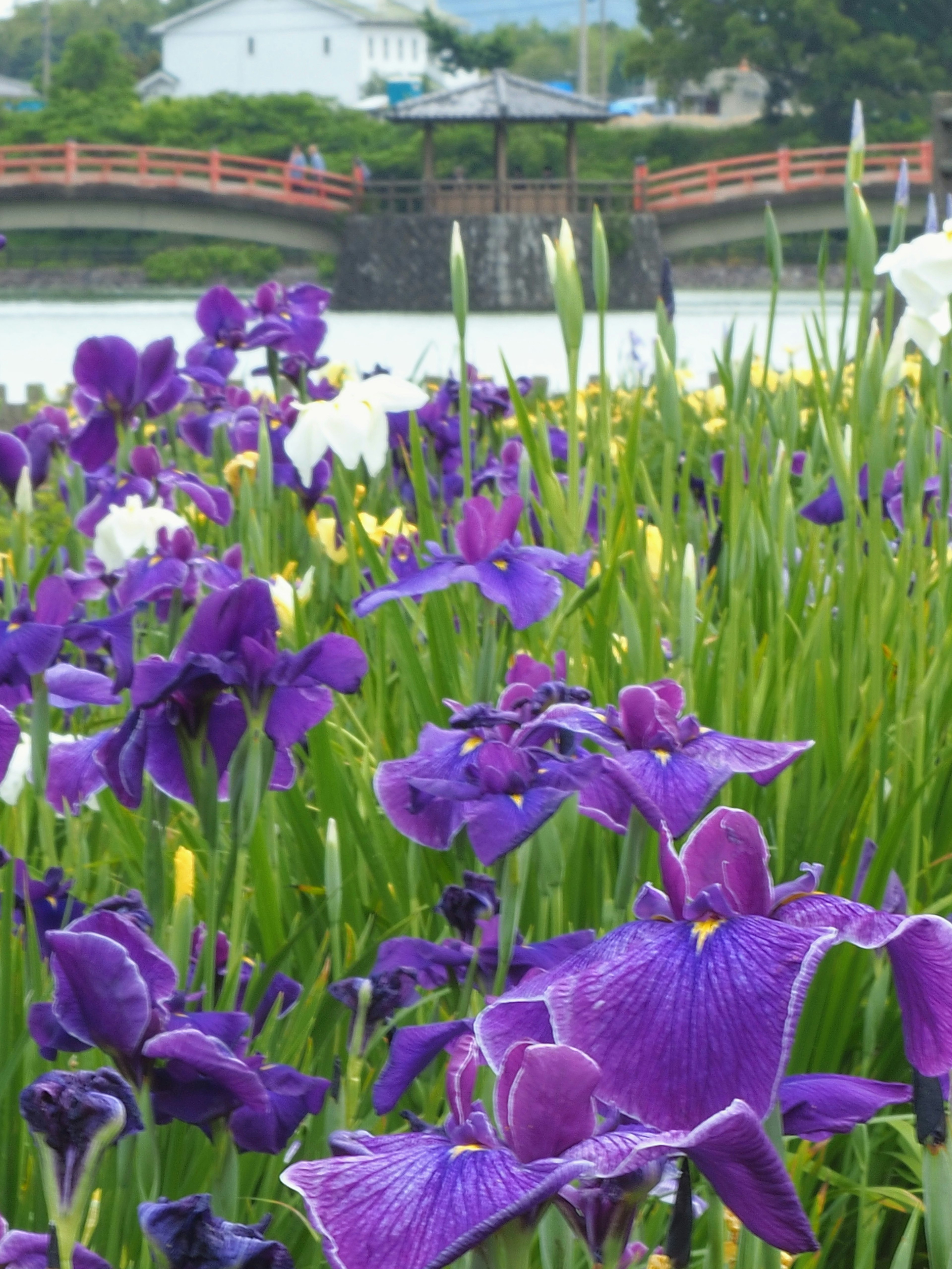 紫色の花が咲く湿地帯にかかる橋が見える風景