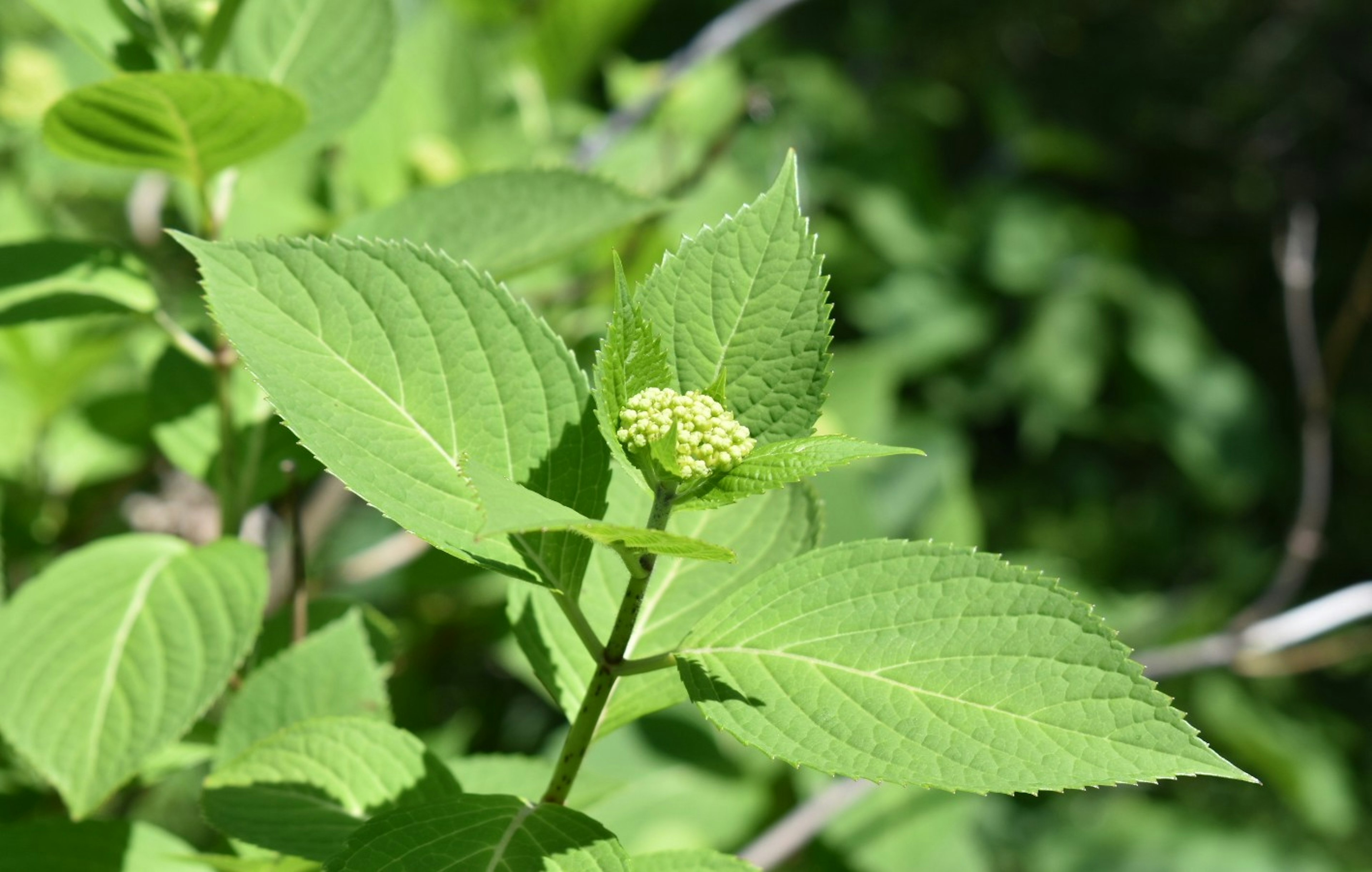 Close-up of a plant with green leaves and a budding flower