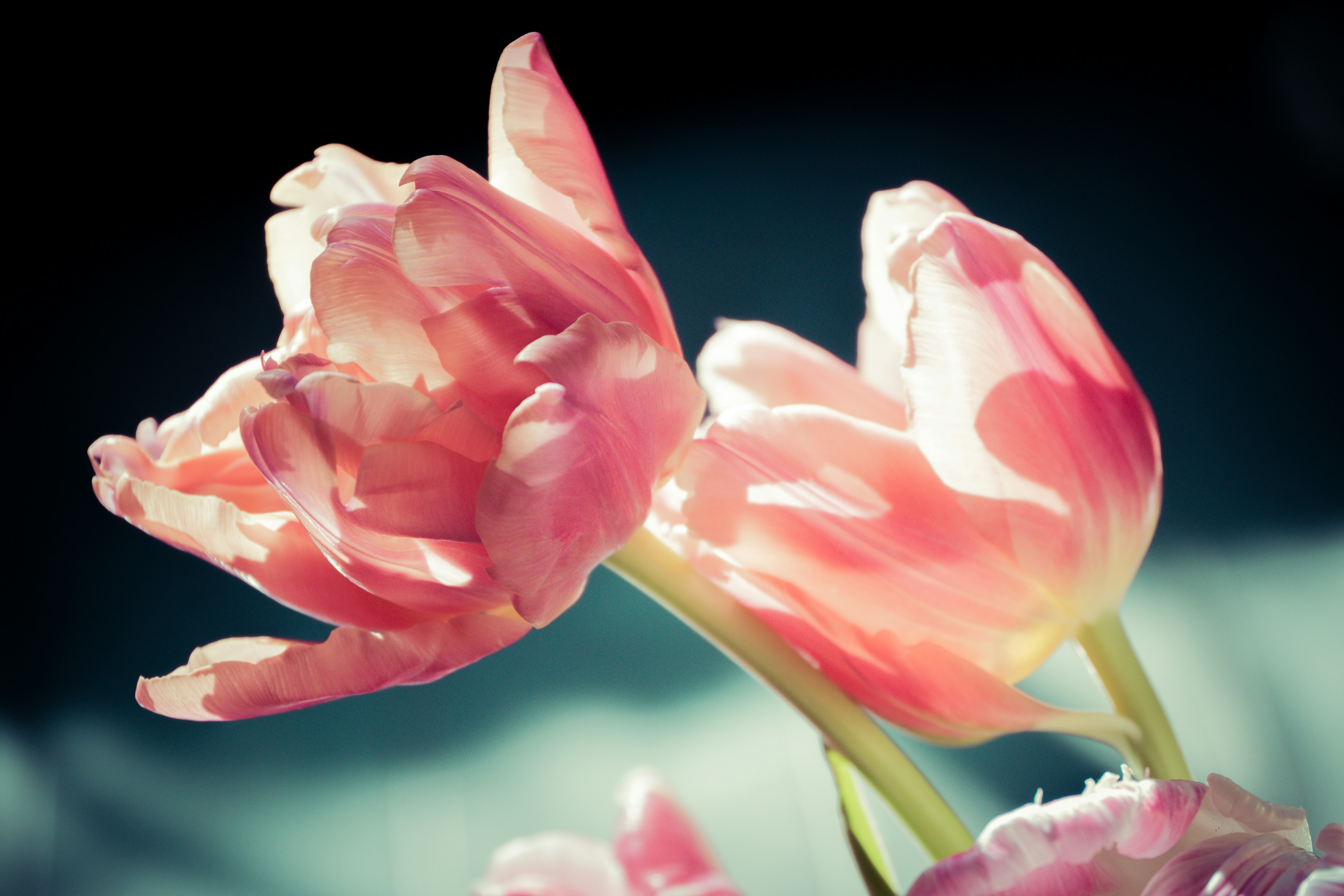 A bouquet of pink tulips beautifully blooming