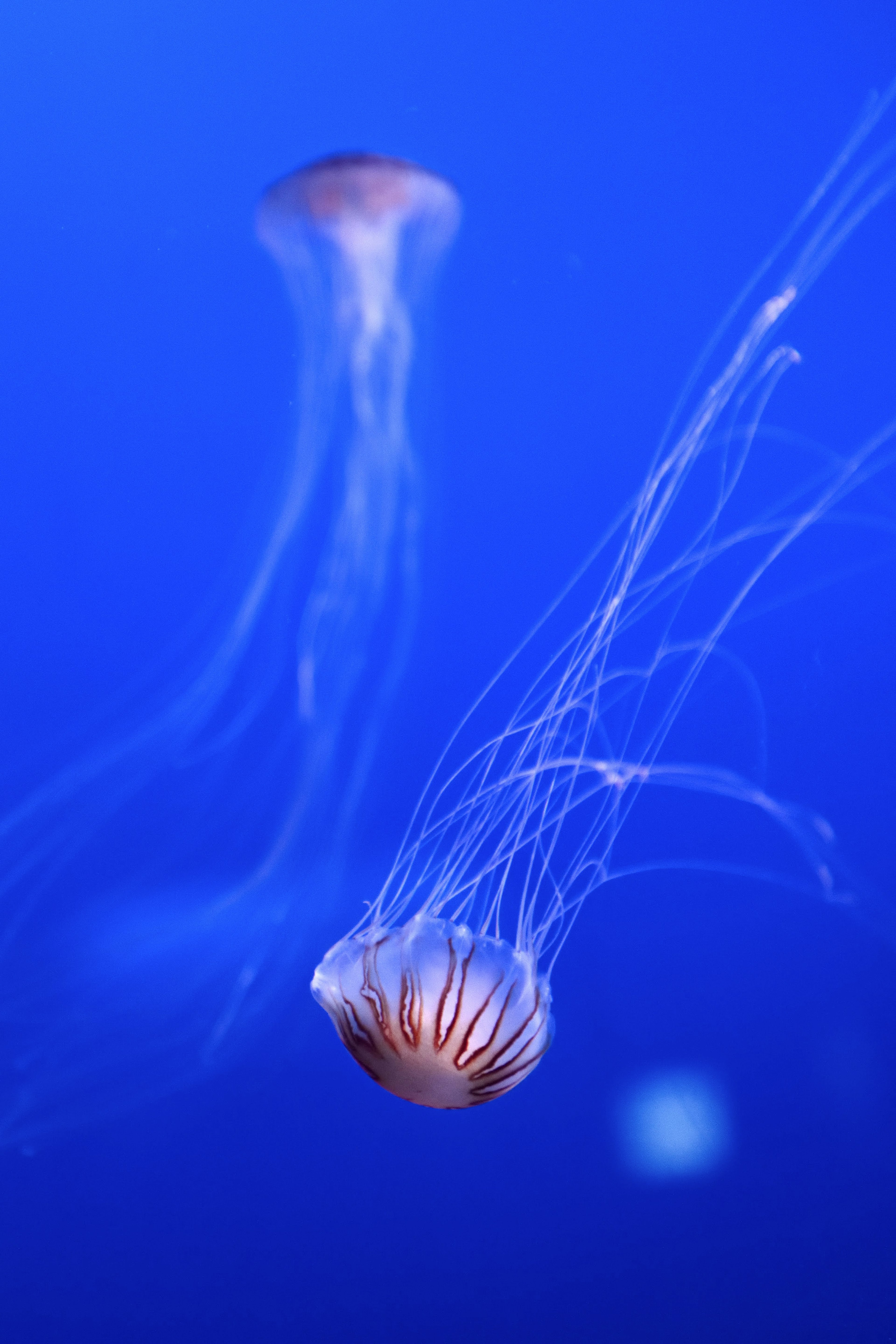 Bild von zwei Quallen, die vor einem blauen Hintergrund schwimmen