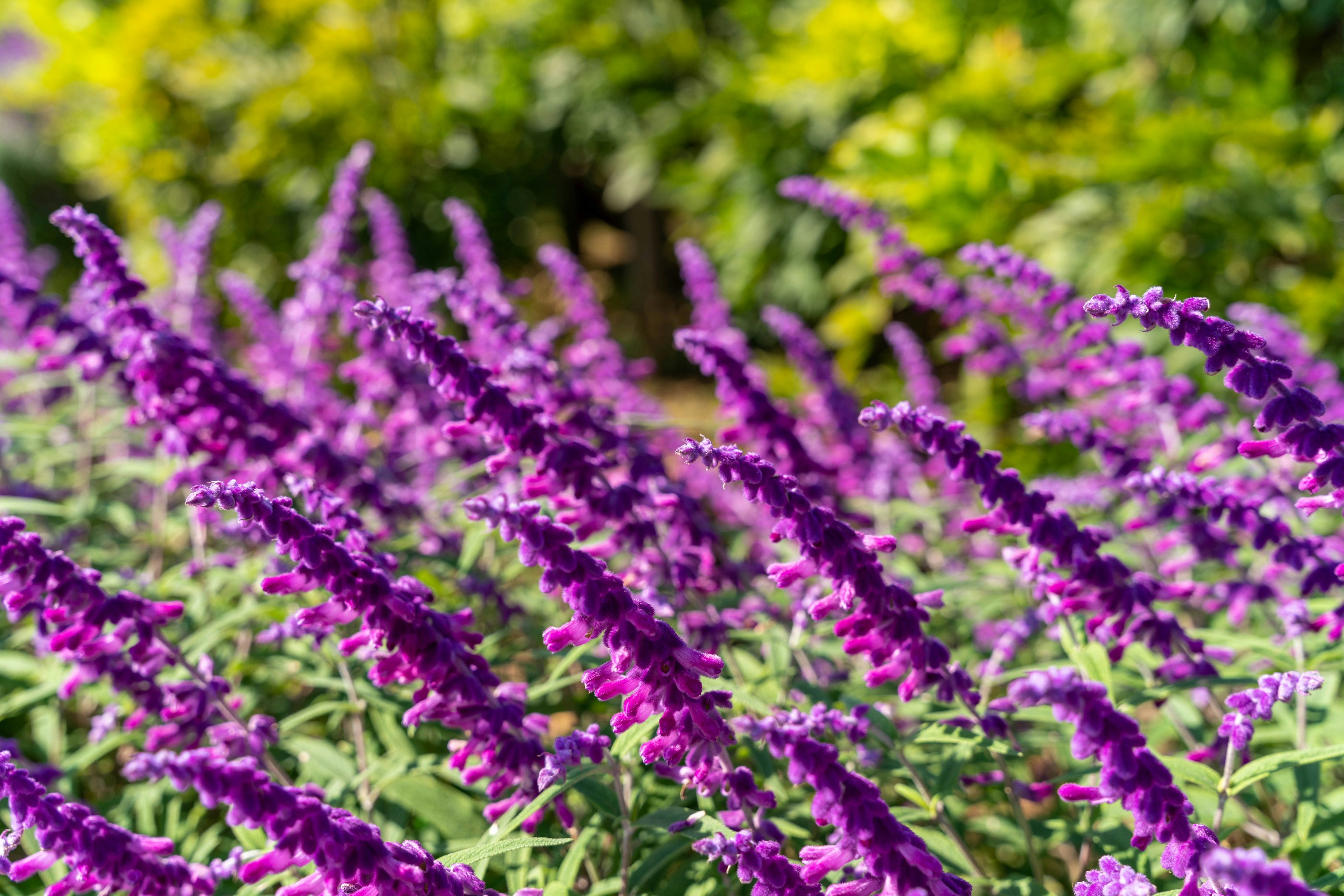 紫色の花が咲く植物の群れ 緑の背景が特徴的