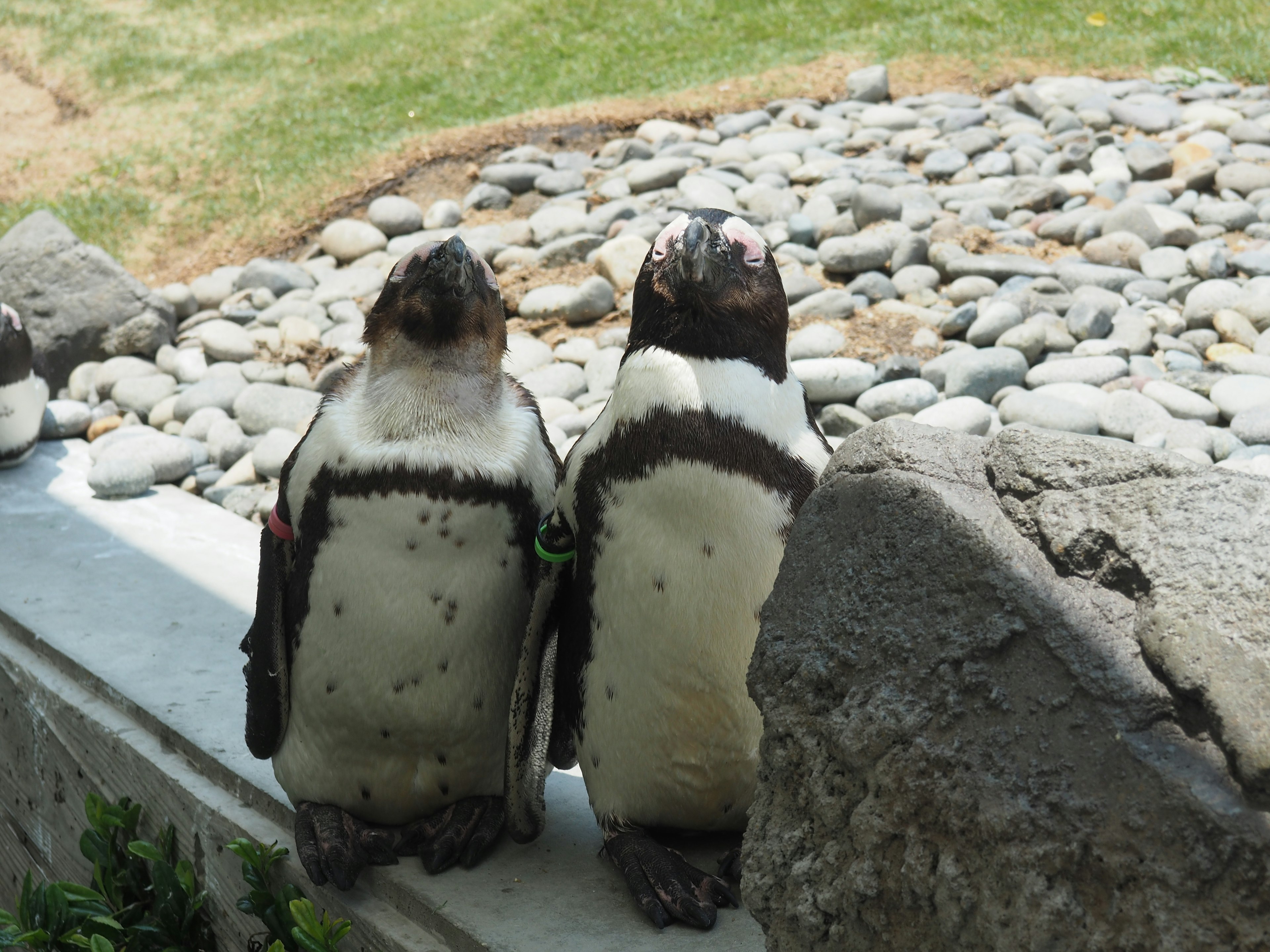 Dos pingüinos de pie uno al lado del otro frente a una pared de piedra