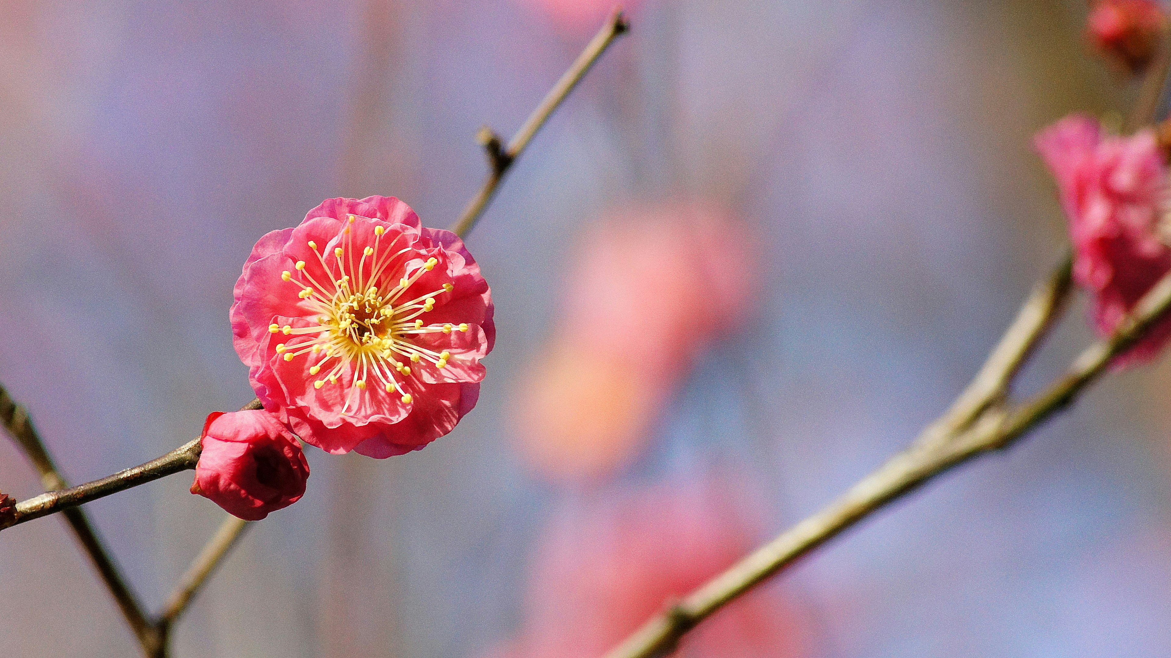 Close-up of a vibrant pink flower blooming on a branch