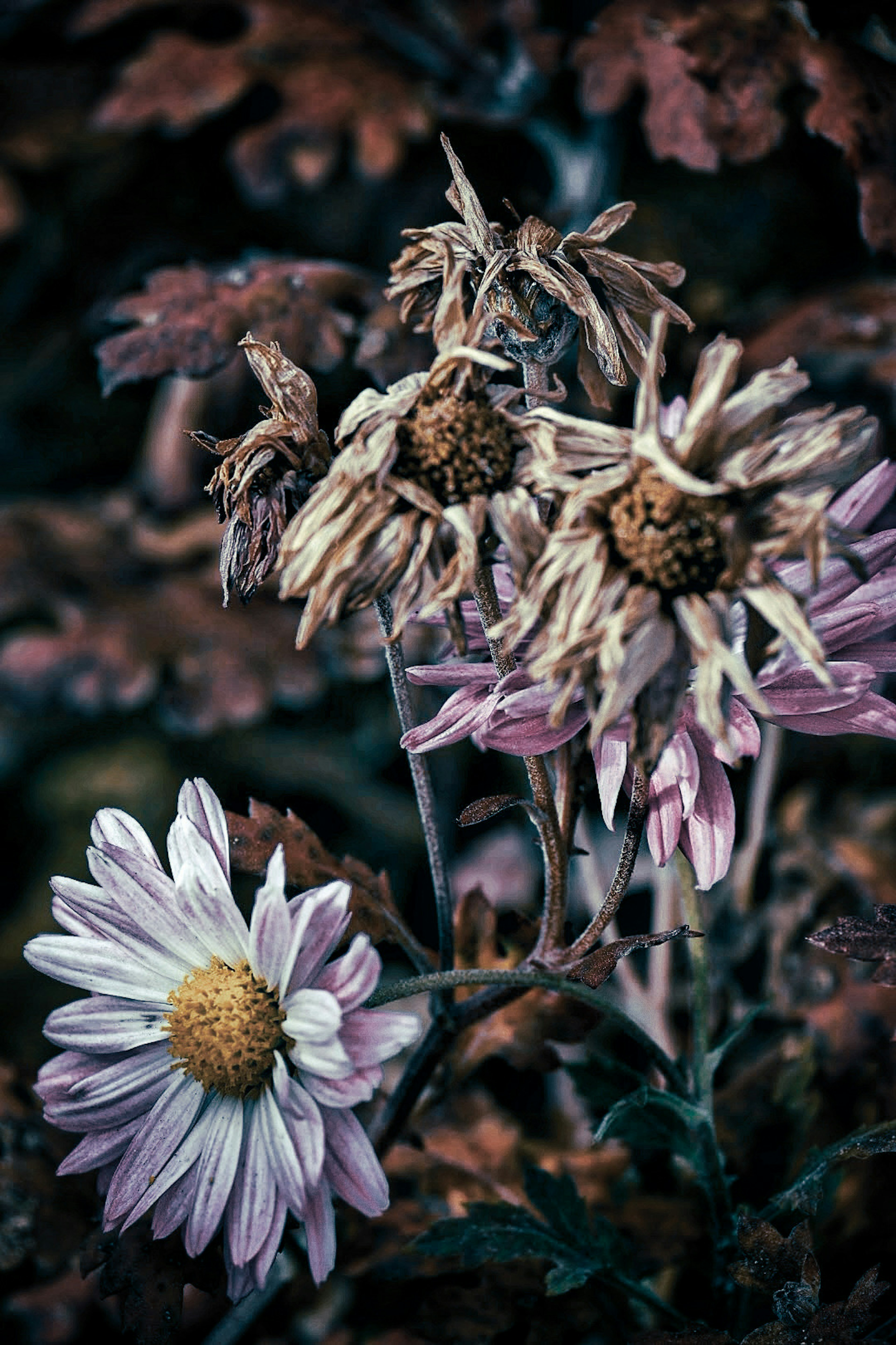 Close-up of a mix of wilted and fresh daisies