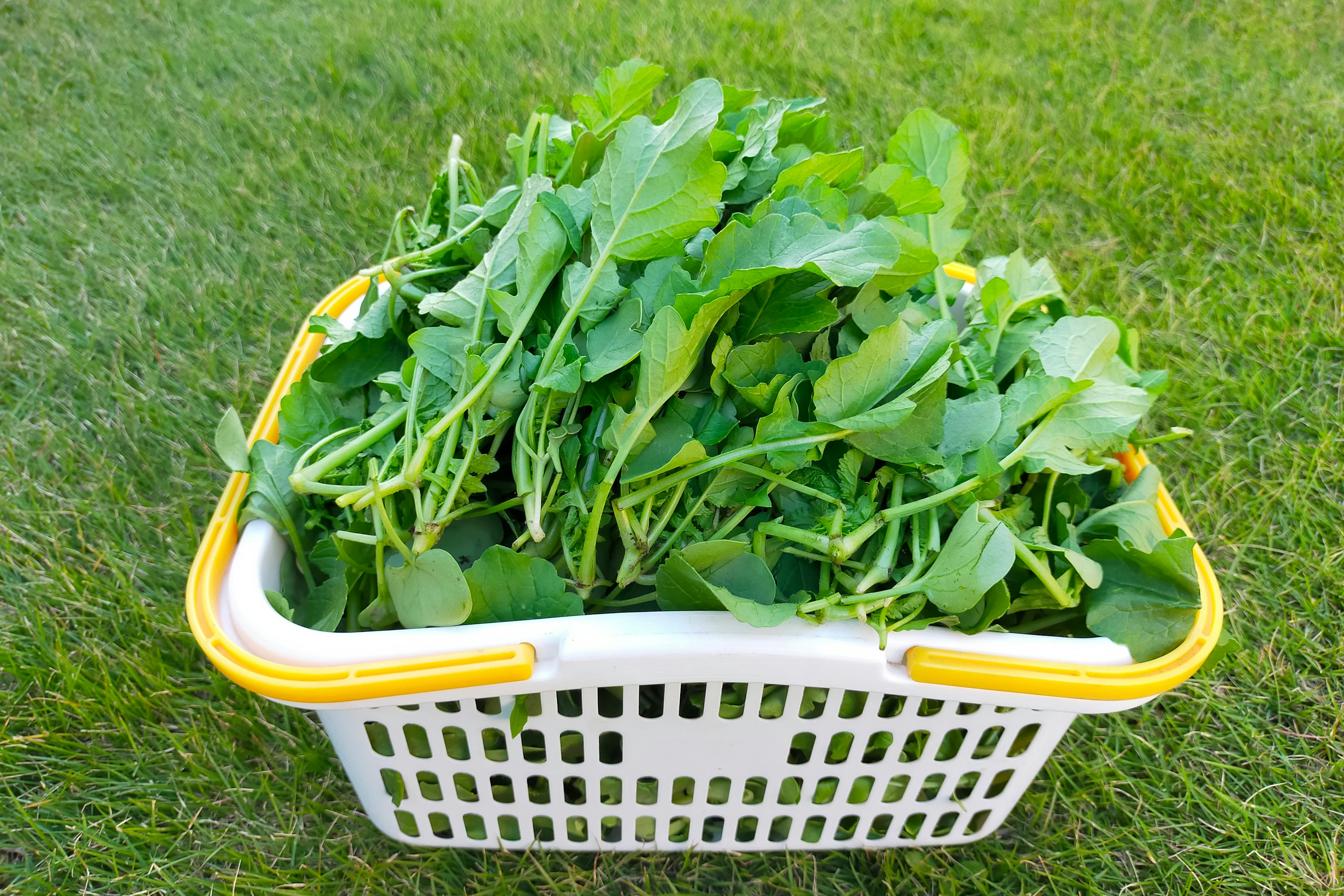 Un panier à linge blanc rempli de légumes à feuilles vertes posé sur de l'herbe