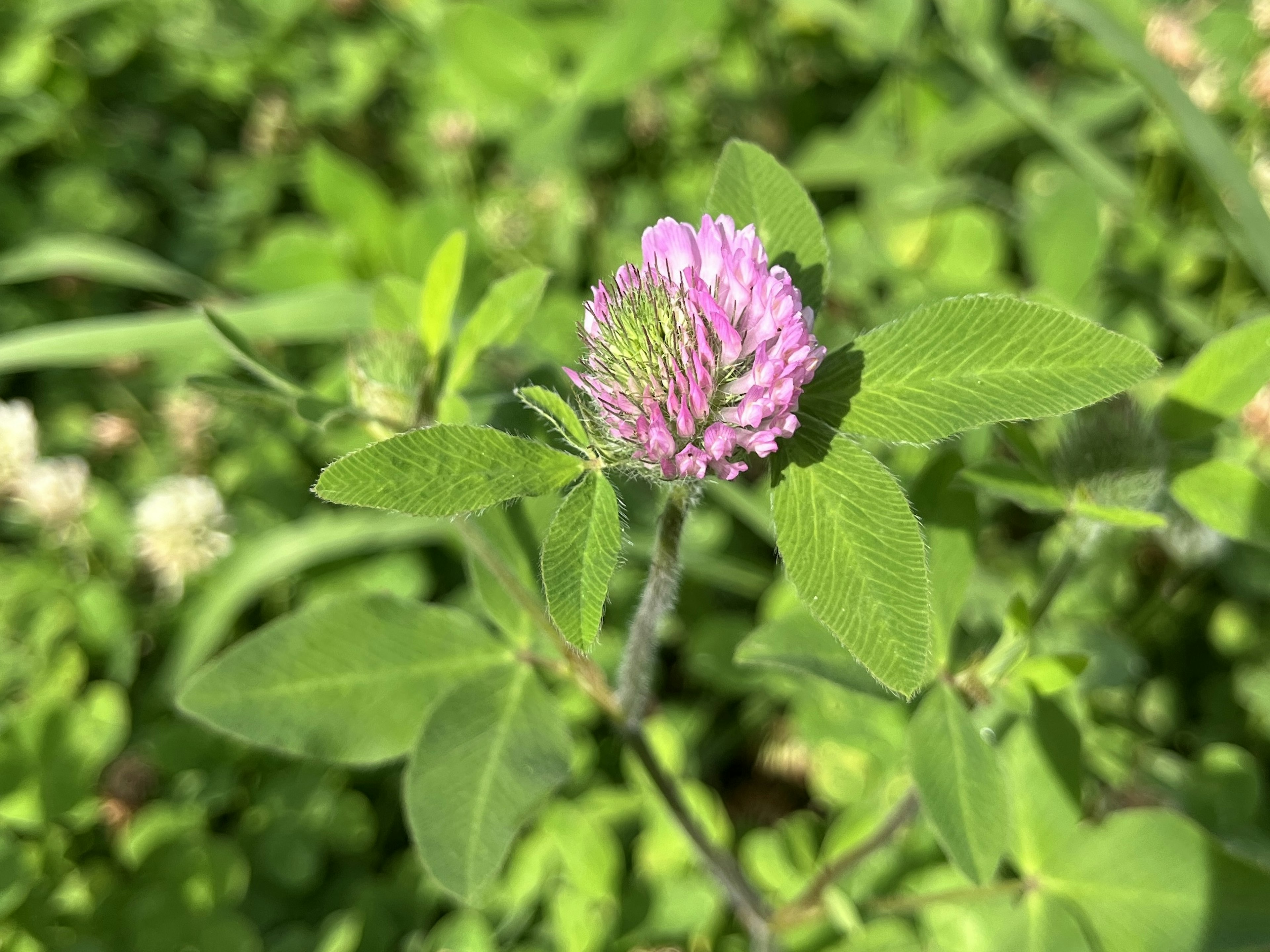 Primer plano de una planta de trébol con una flor morada