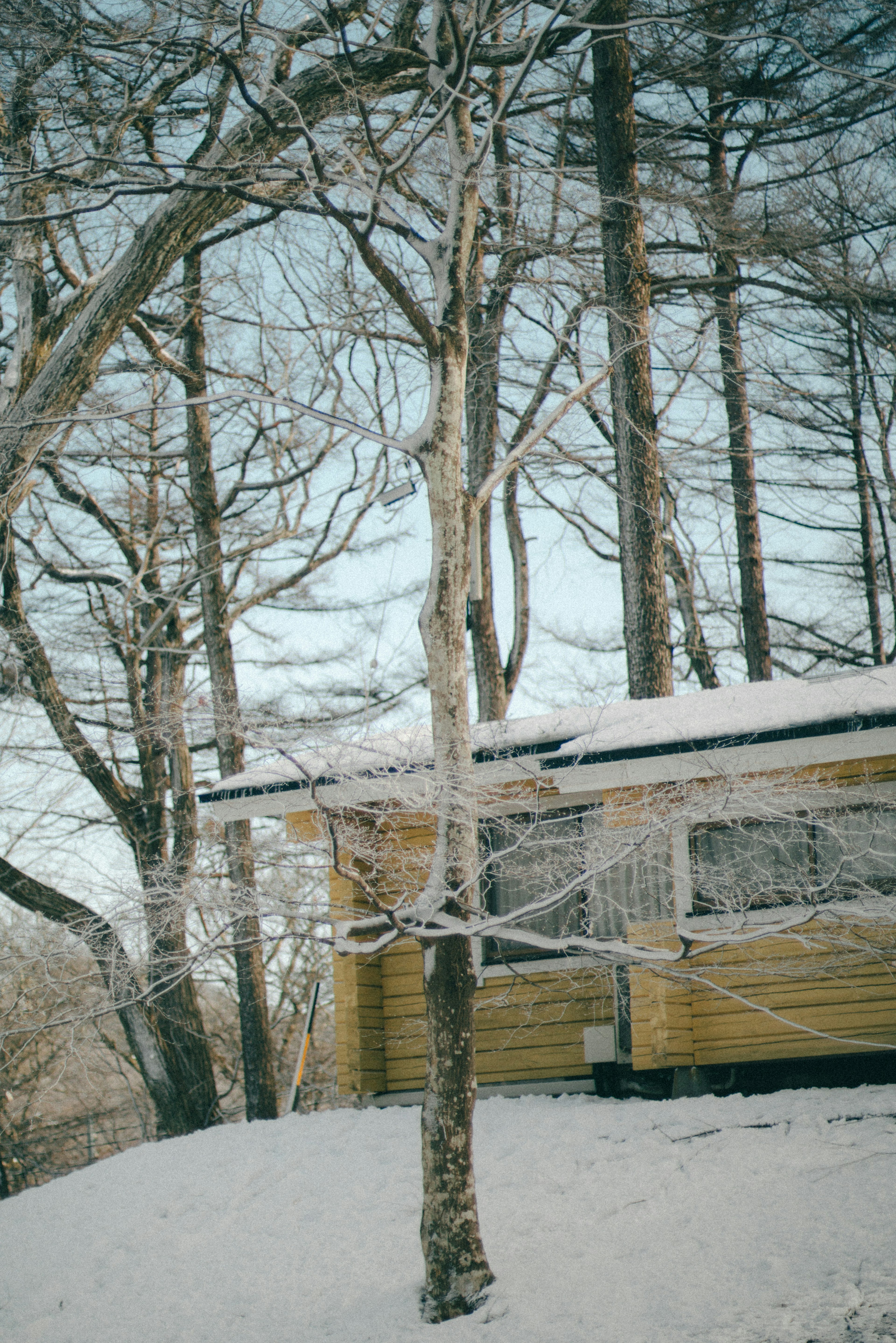 雪に覆われた木々と黄色い小屋の風景