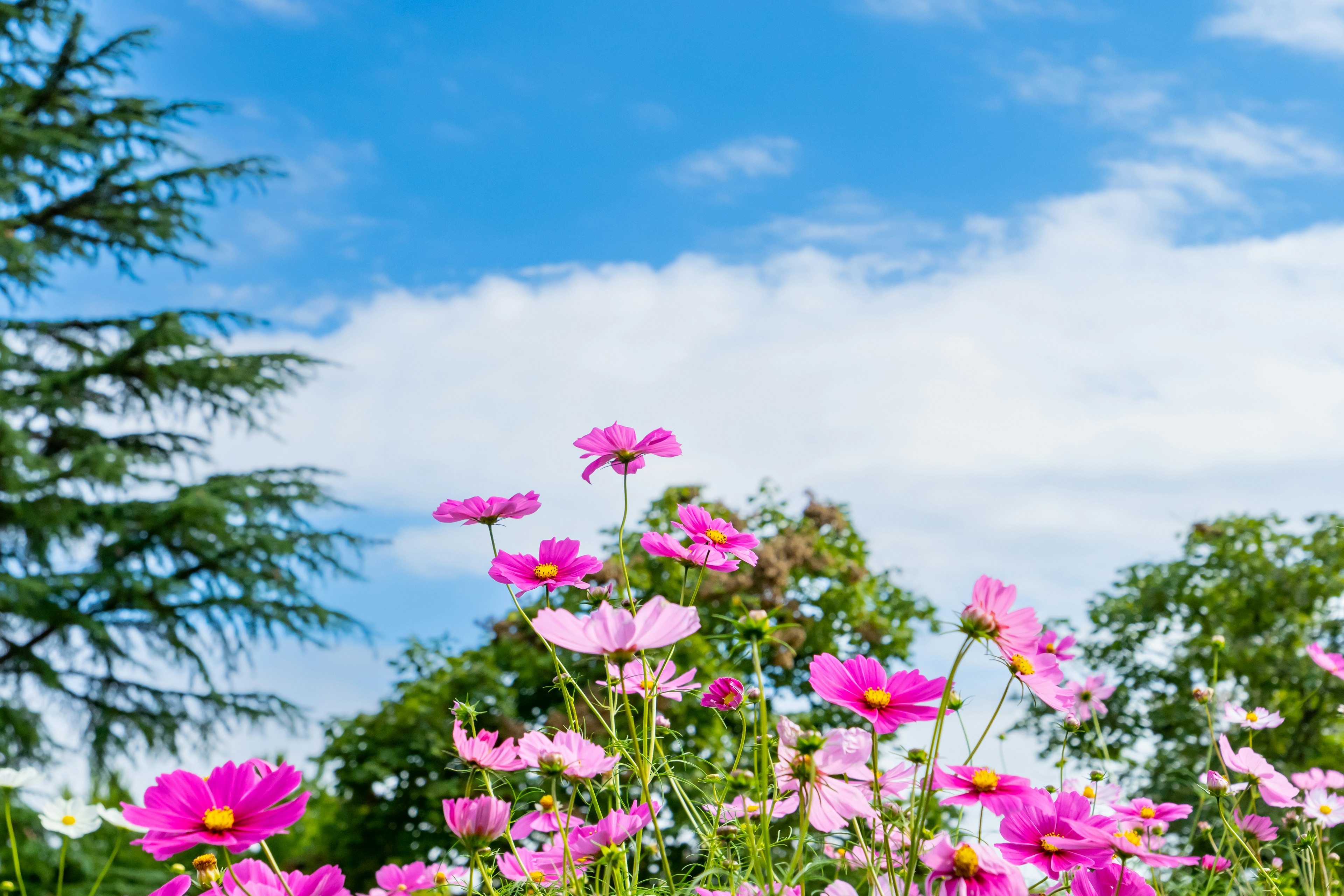 Eine Landschaft mit rosa Blumen unter einem blauen Himmel mit weißen Wolken