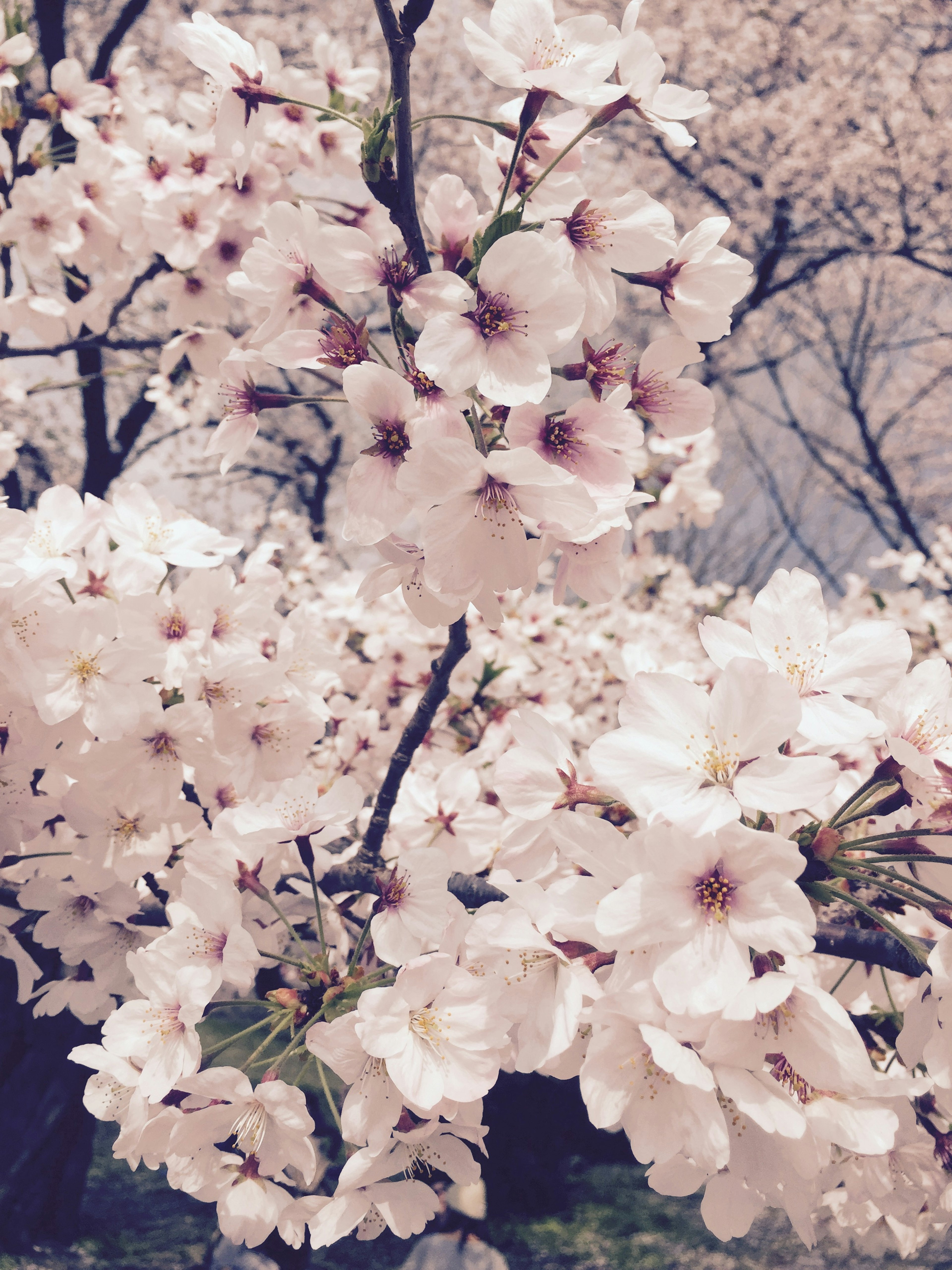 Primo piano di fiori di ciliegio su un albero paesaggio primaverile