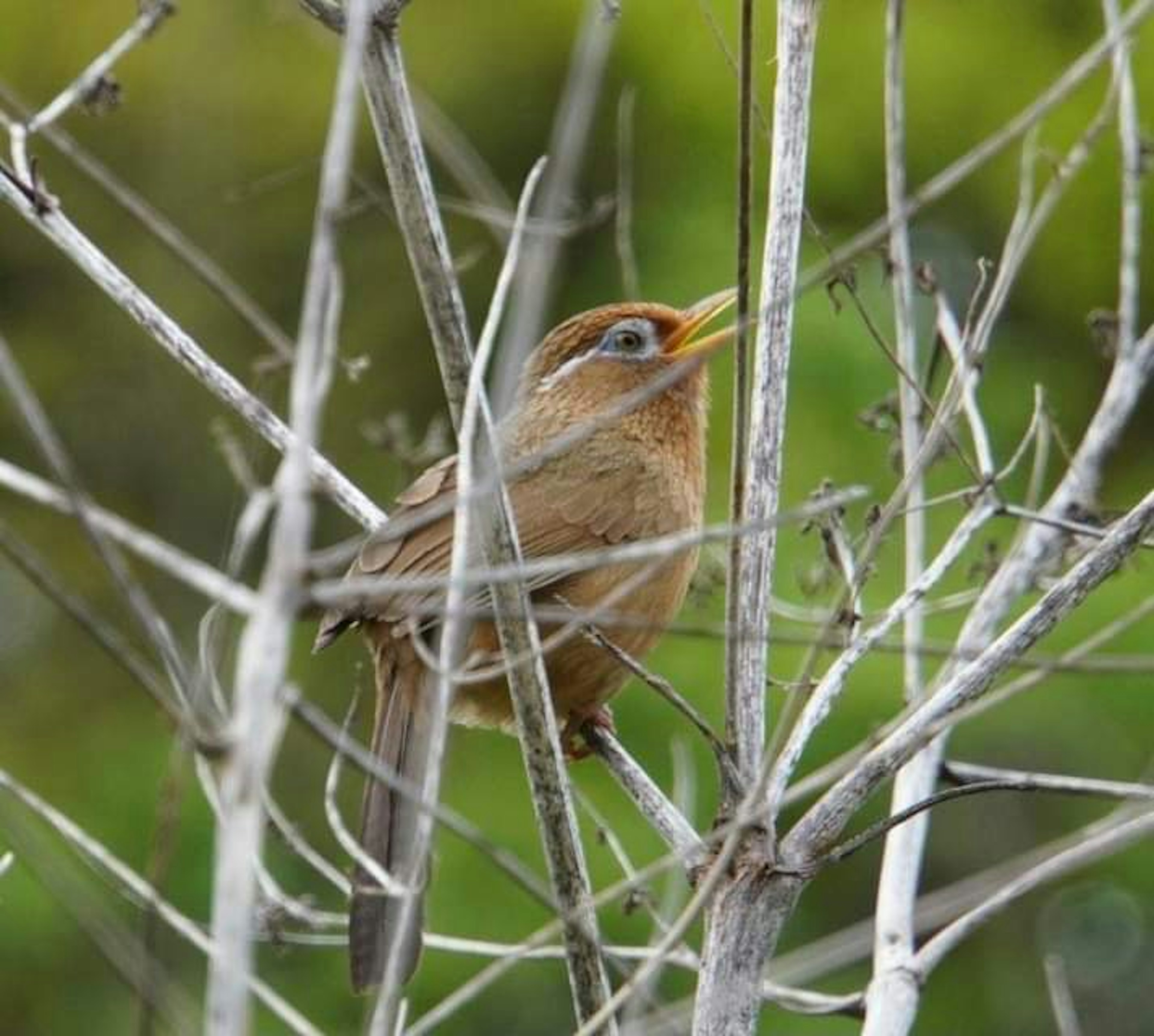 小さな鳥が枯れた枝の間に止まっている風景