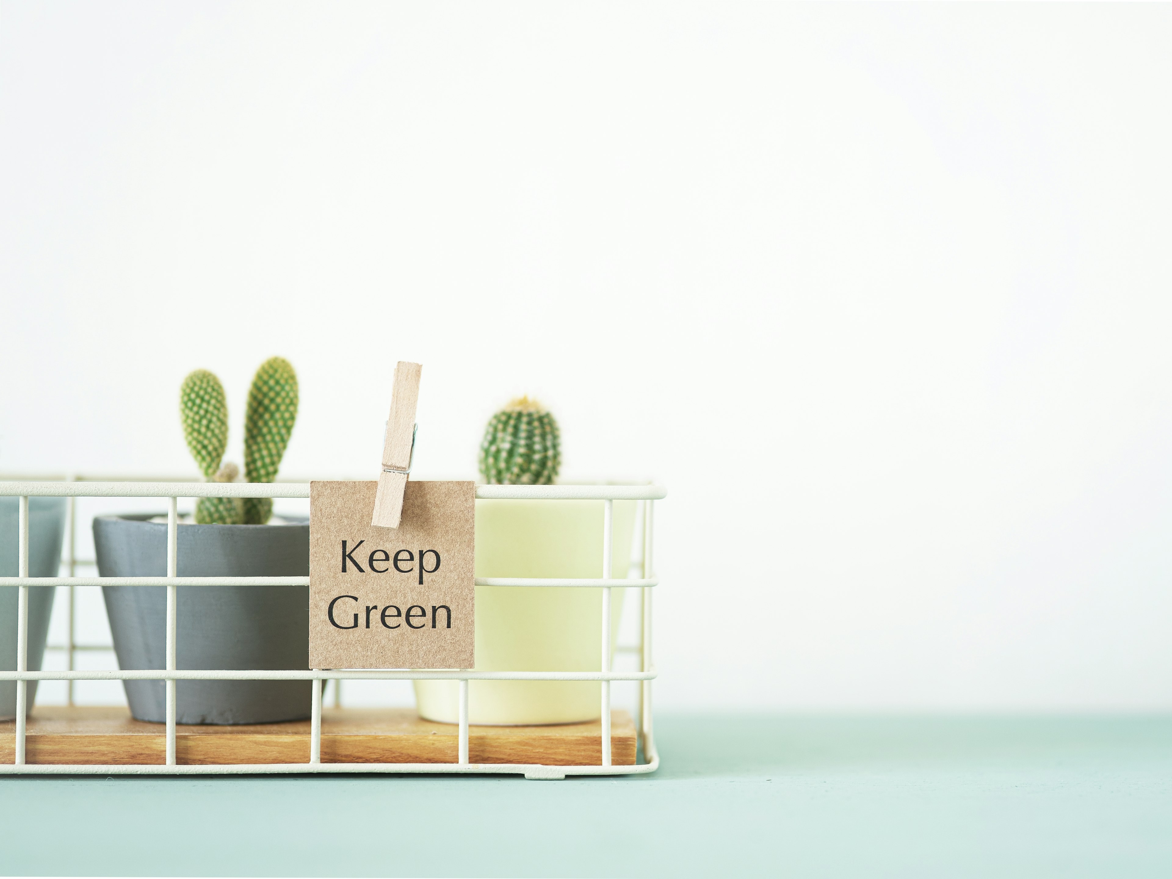 Un cesto con piccoli cactus e un biglietto che dice Keep Green