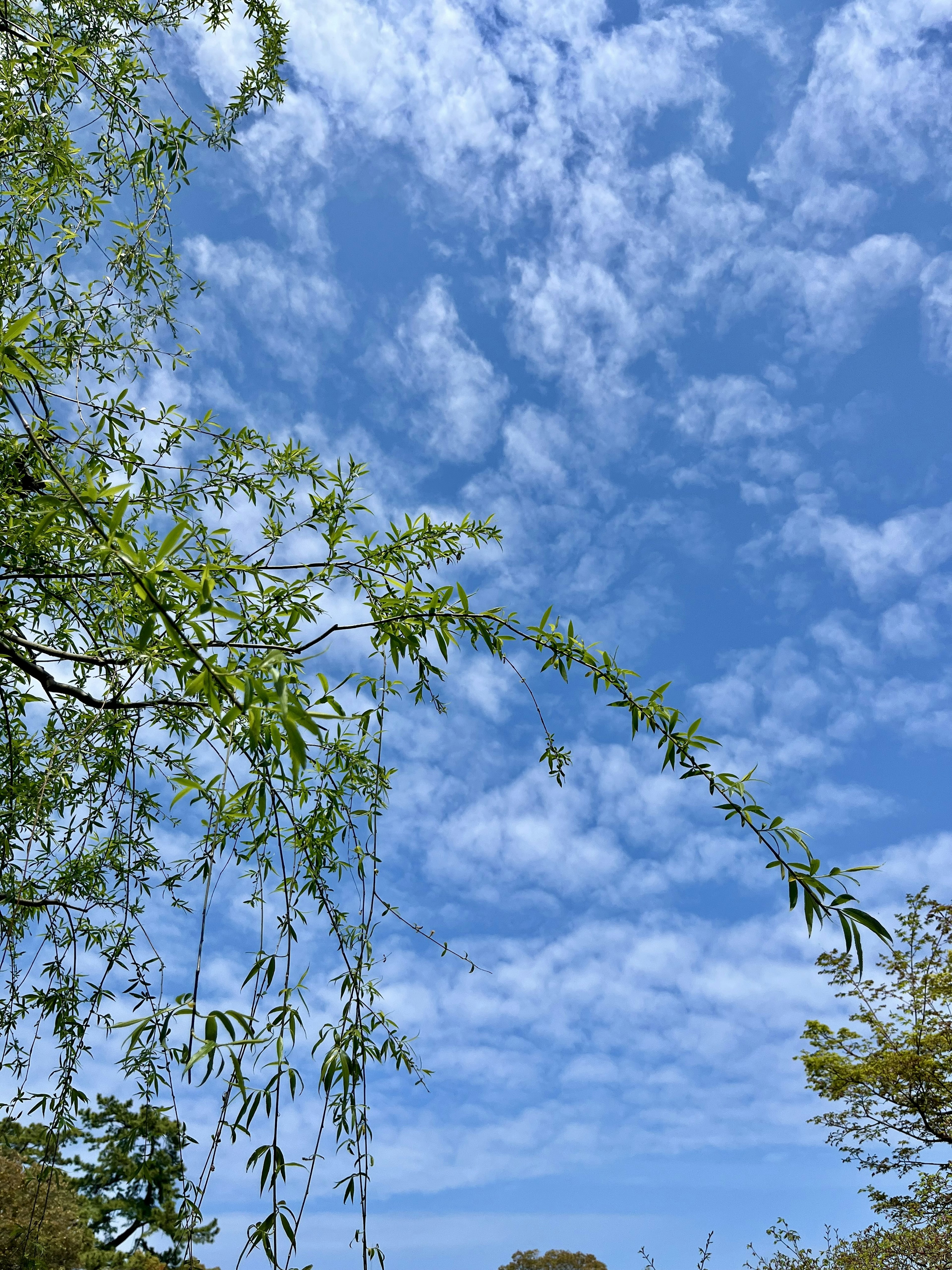 Ramas de bambú graciosas contra un cielo azul con nubes