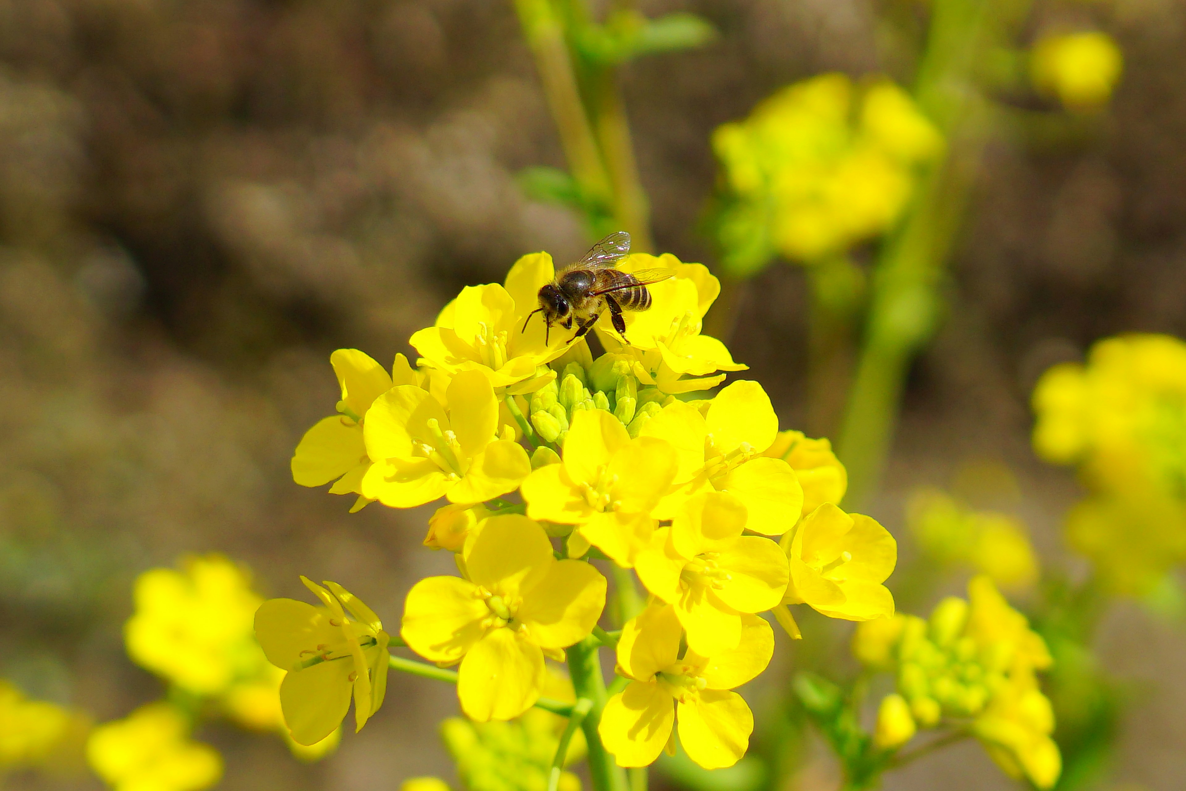 Abeille sur des fleurs jaunes vibrantes