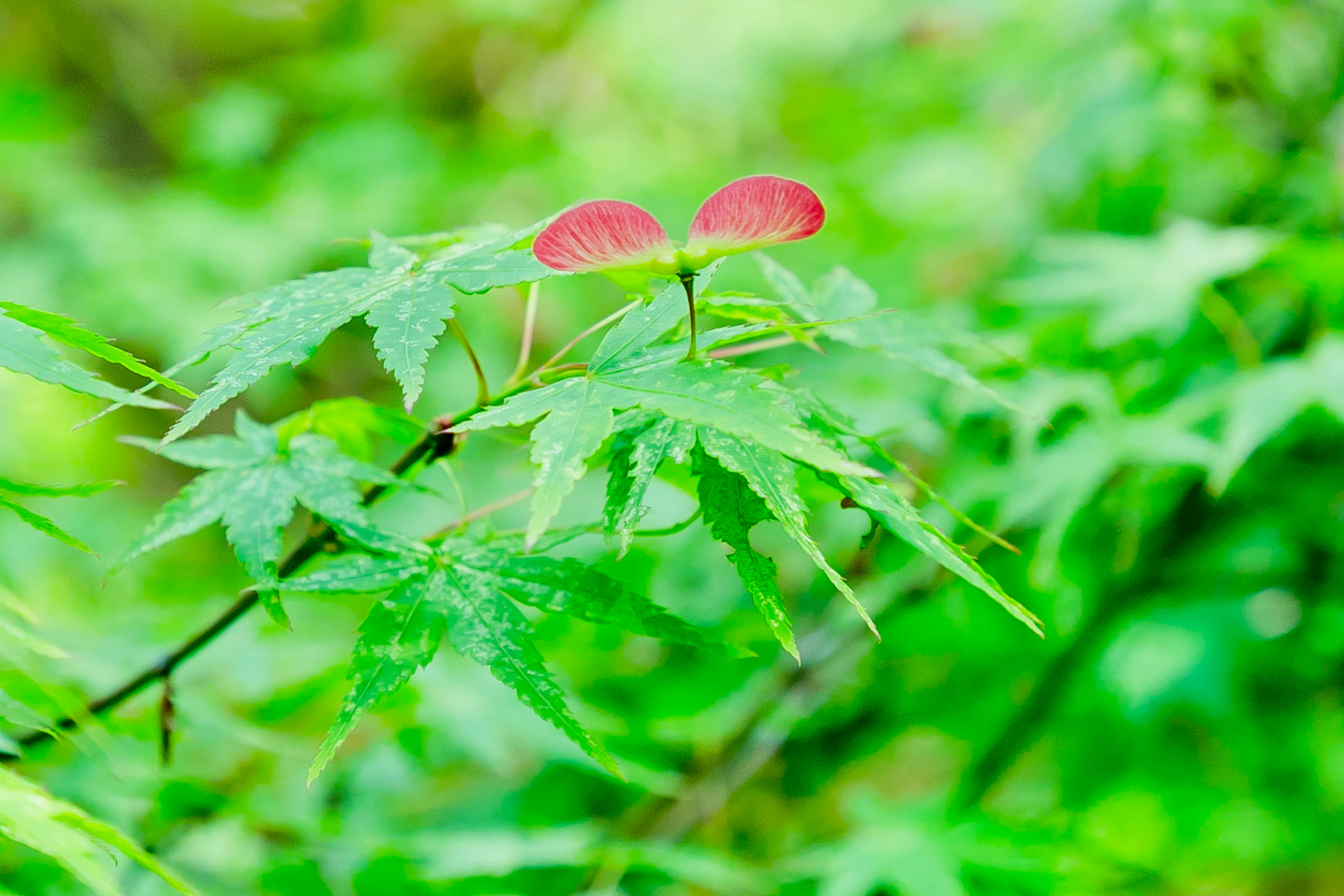 Una bella scena naturale con foglie verdi e semi rossi tra di esse