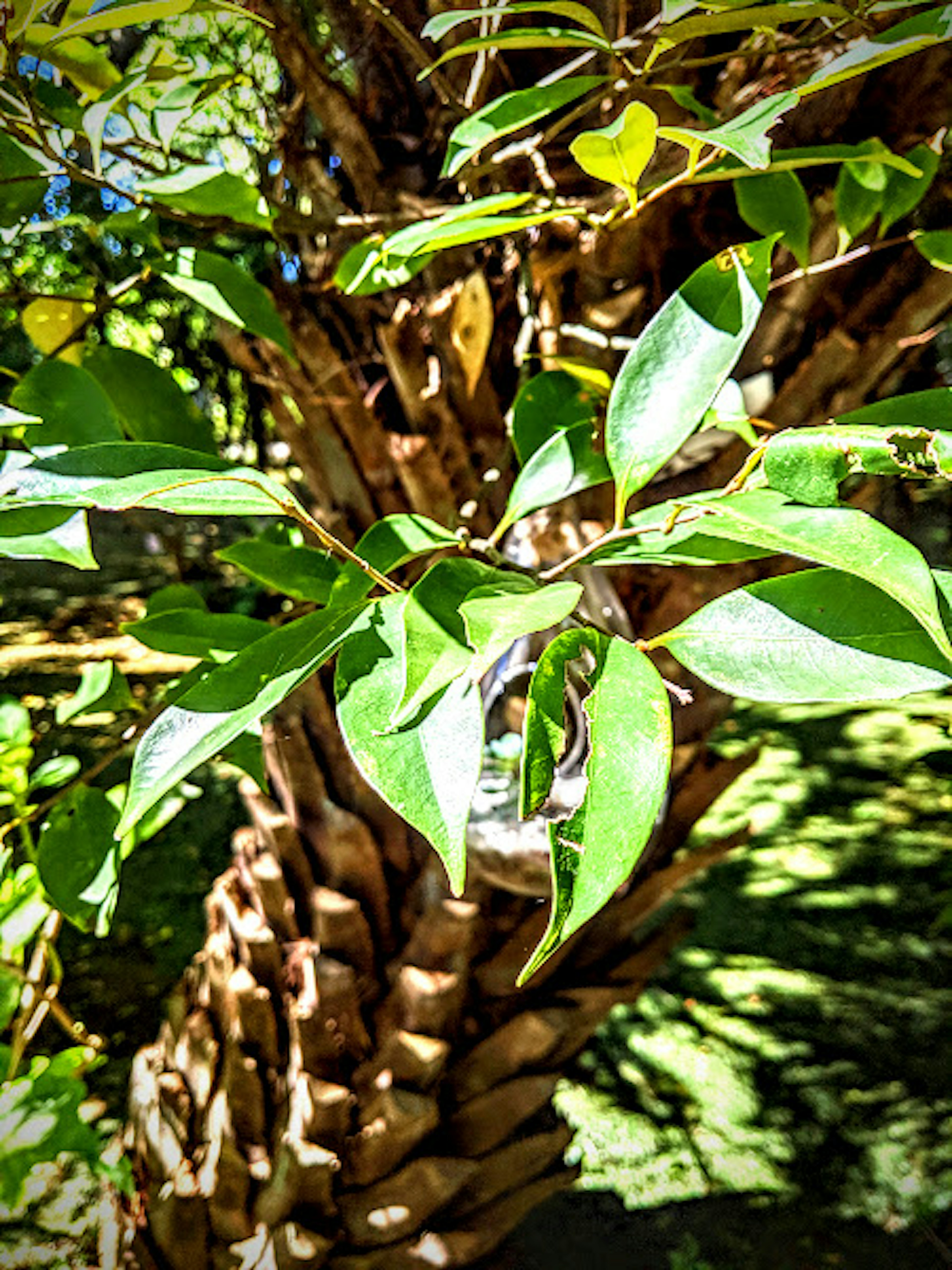 Close-up photo of a tree with green leaves and textured bark