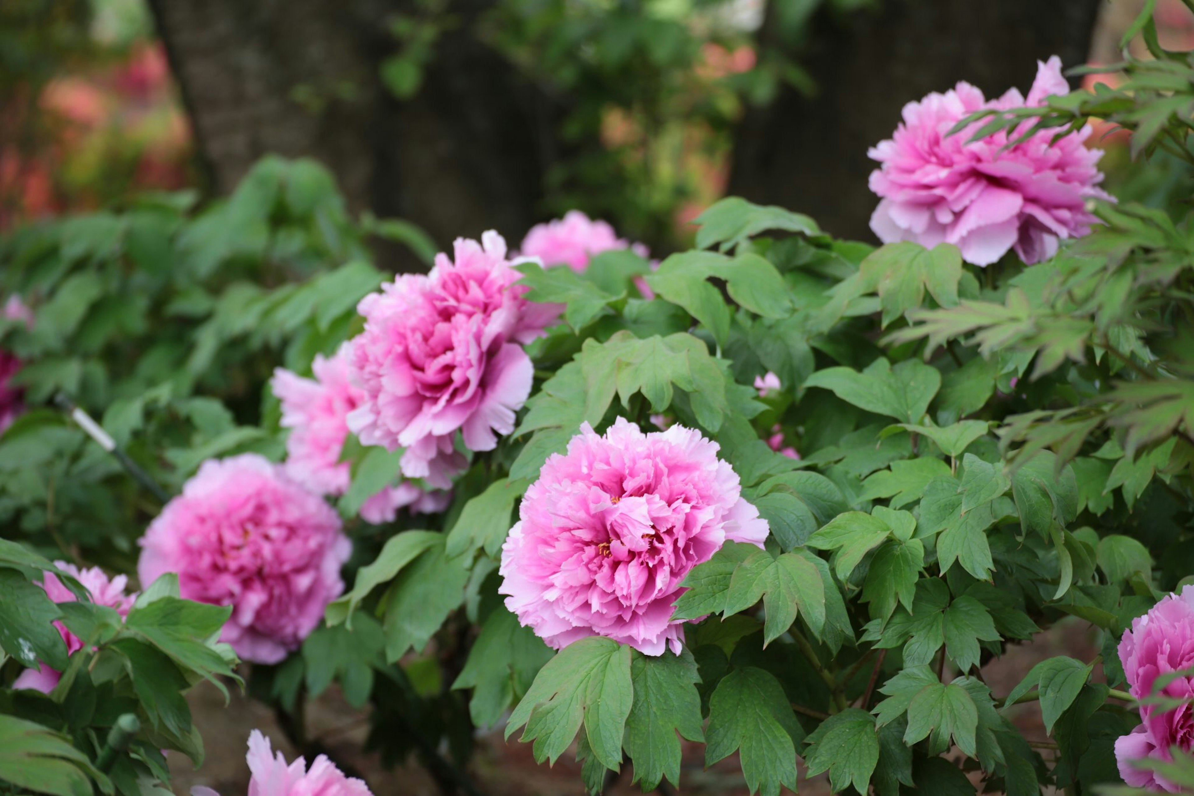 Bunga pink cerah mekar di dekat pohon