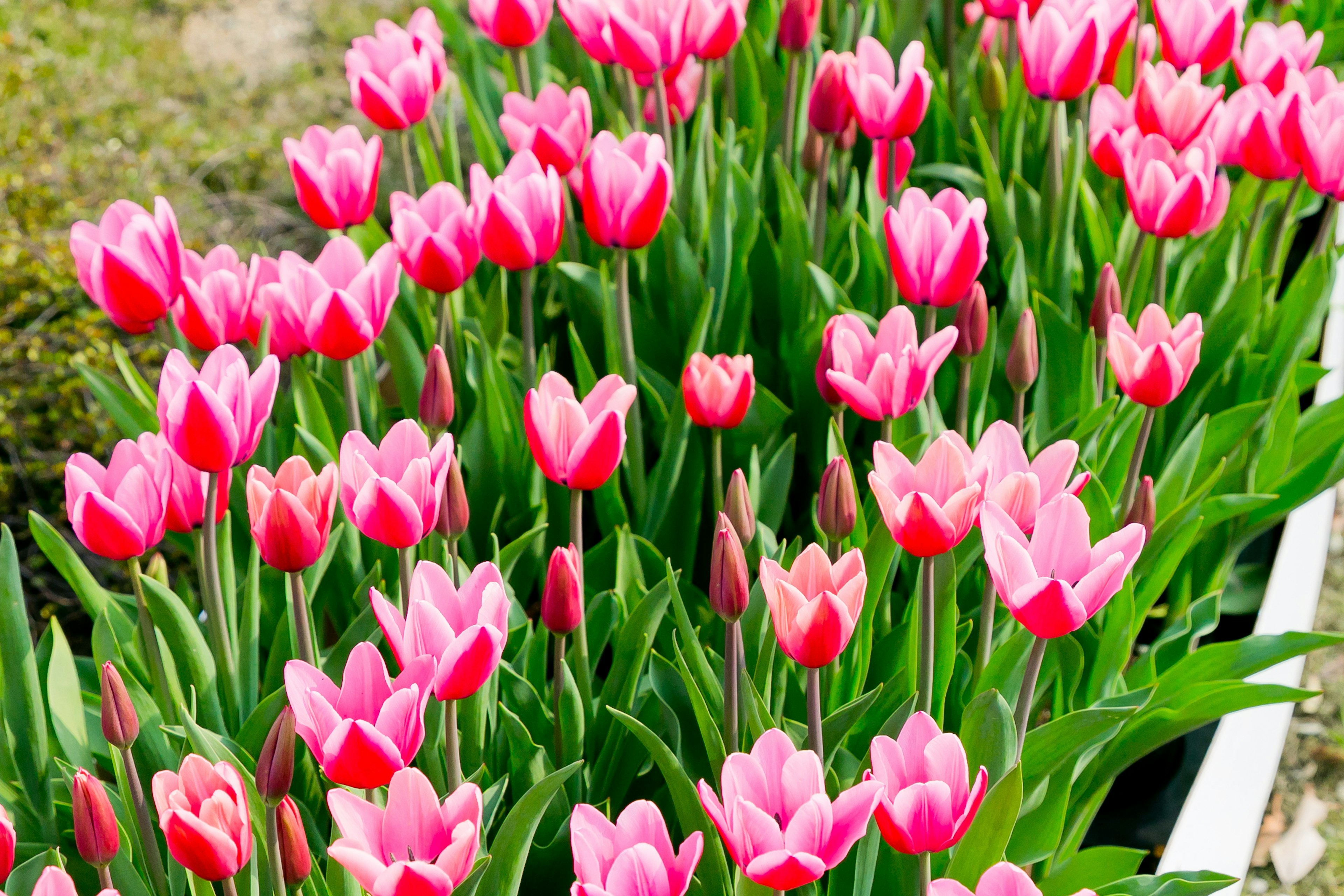 Vibranti tulipani rosa che fioriscono in un'aiuola