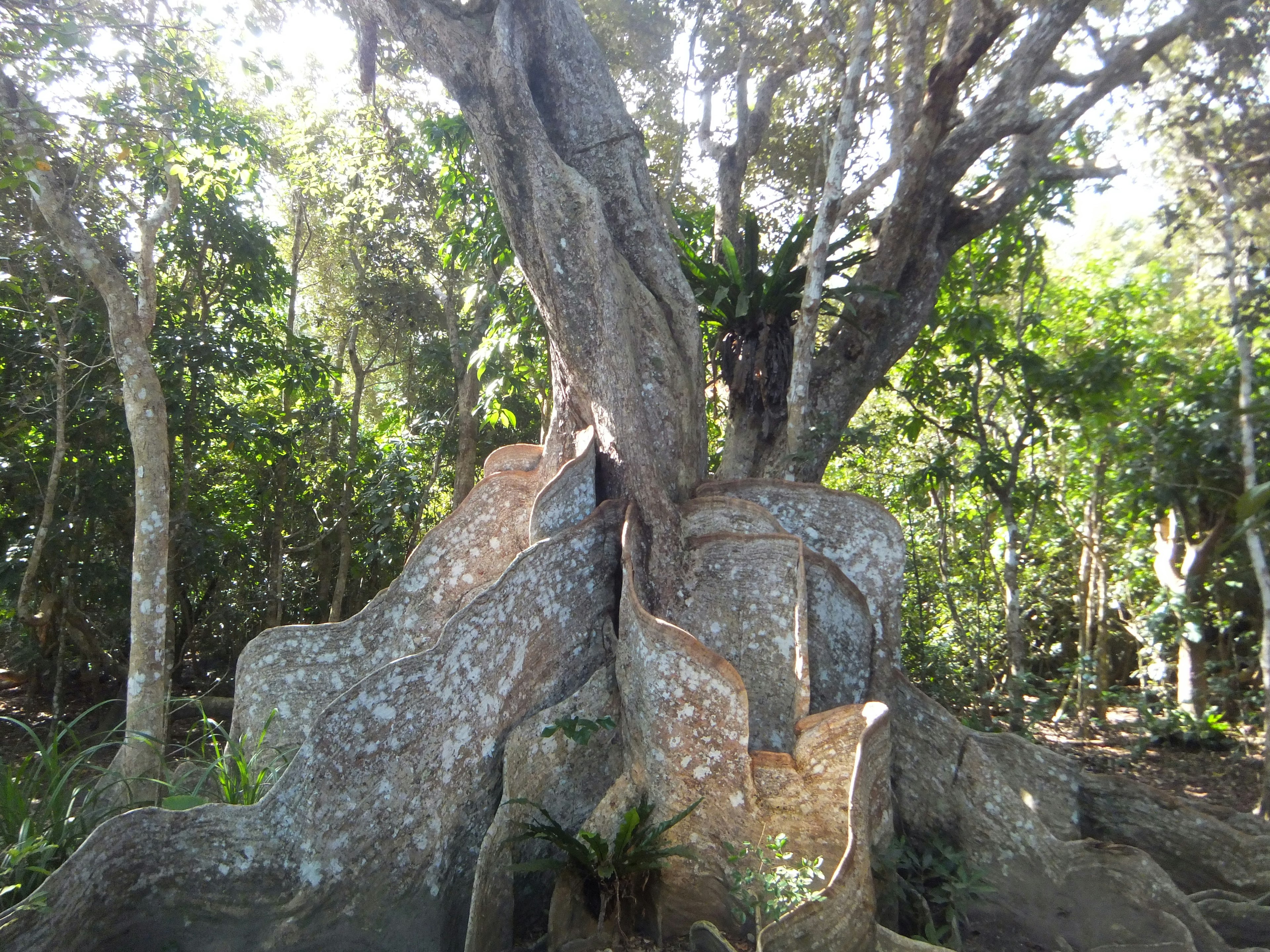 Ein großer Baum mit Wurzeln, die sich zwischen Felsen in einer Waldszene ausbreiten