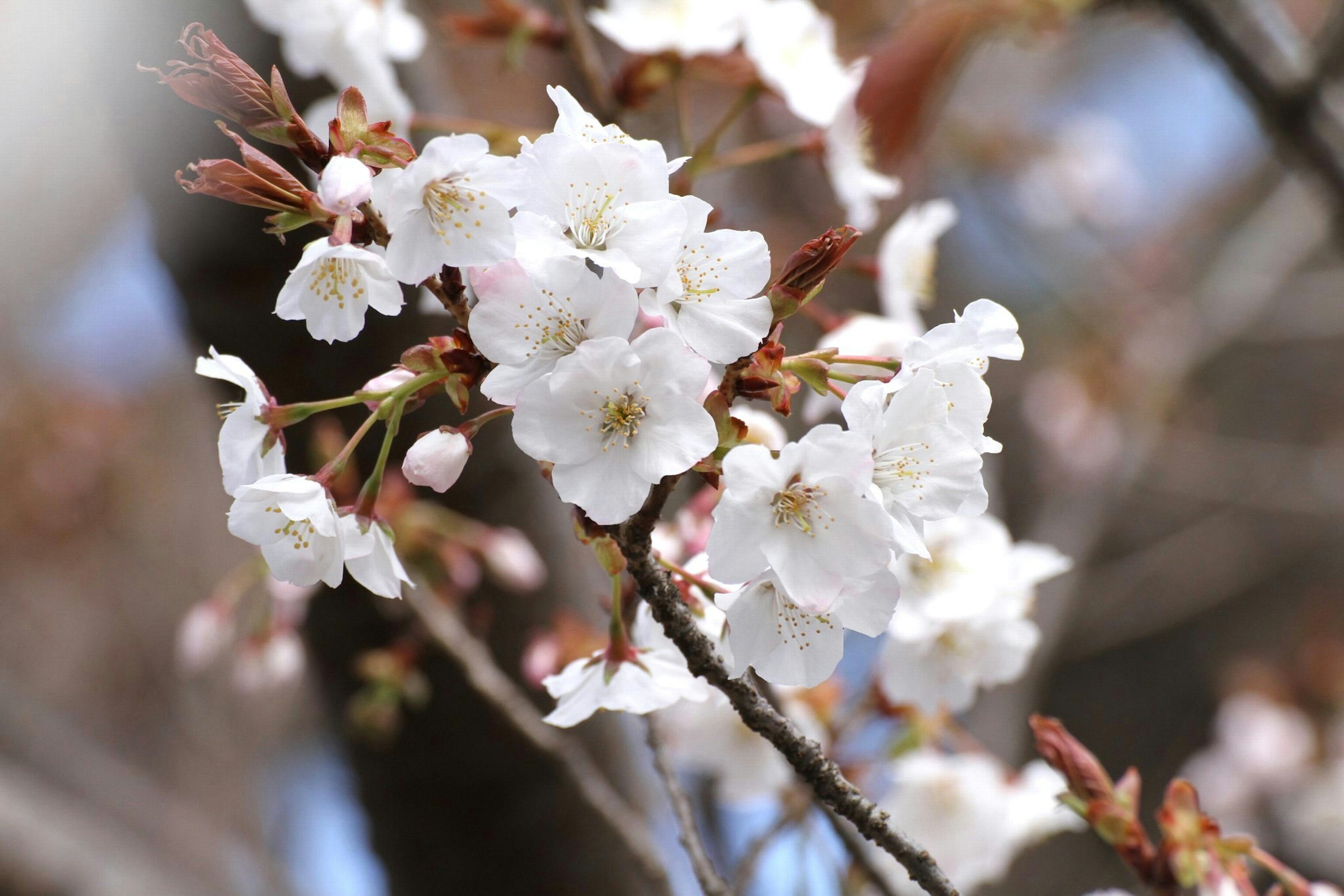 Kedekatan bunga sakura di cabang