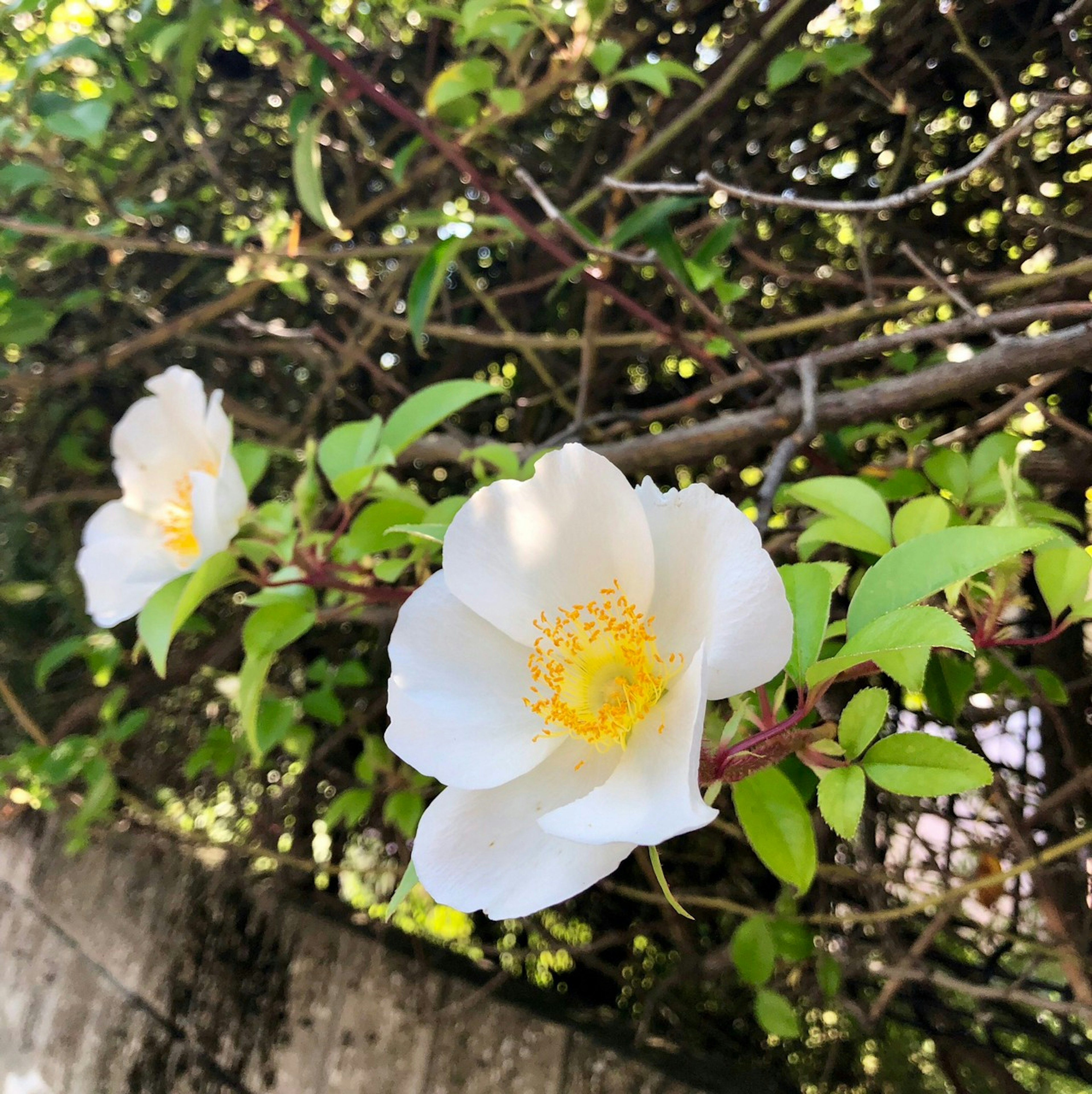 美丽的白色花朵和黄色中心在郁郁葱葱的绿色叶子中