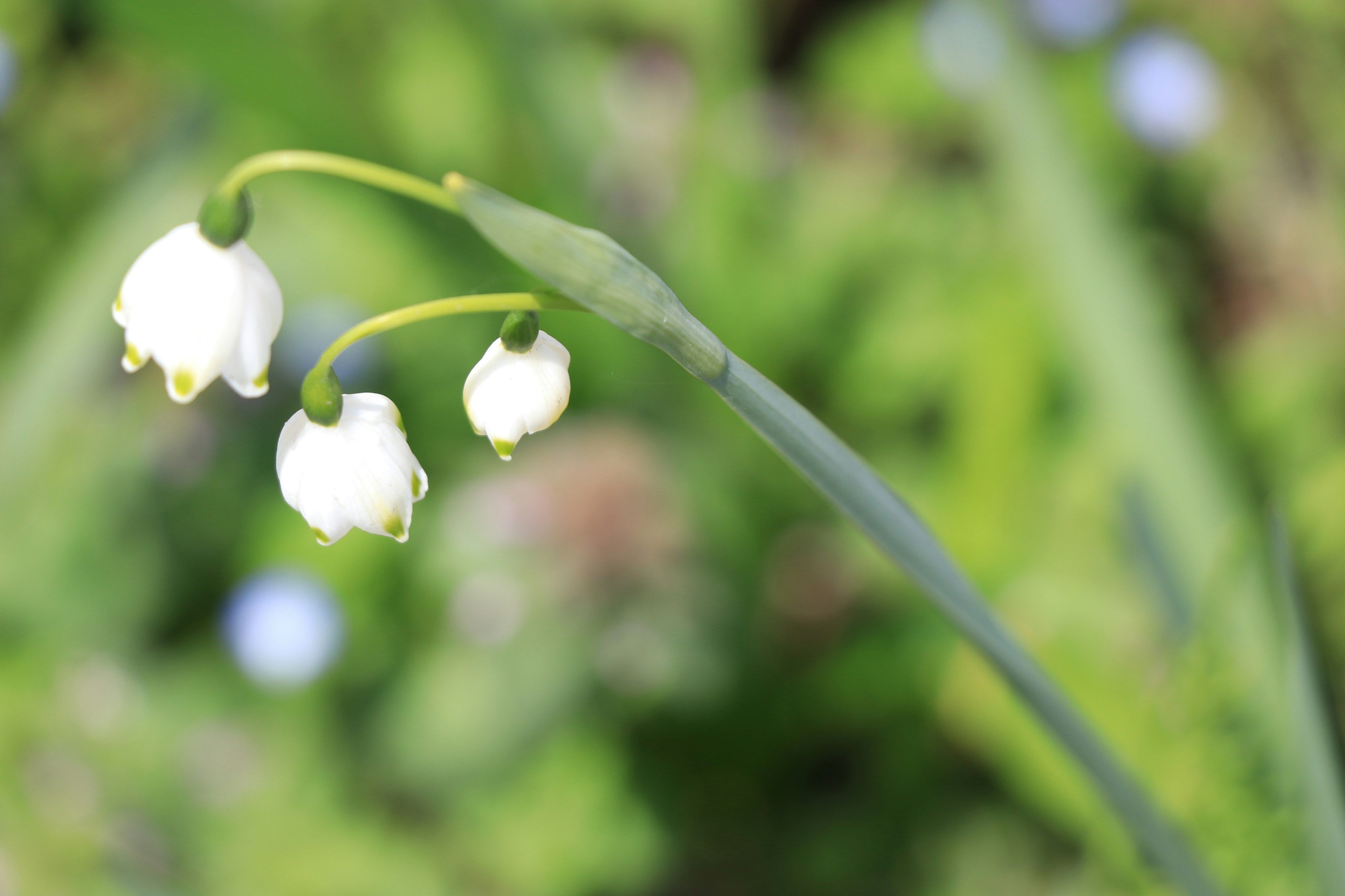 A close-up of white lily of the valley flowers on a slender green stem