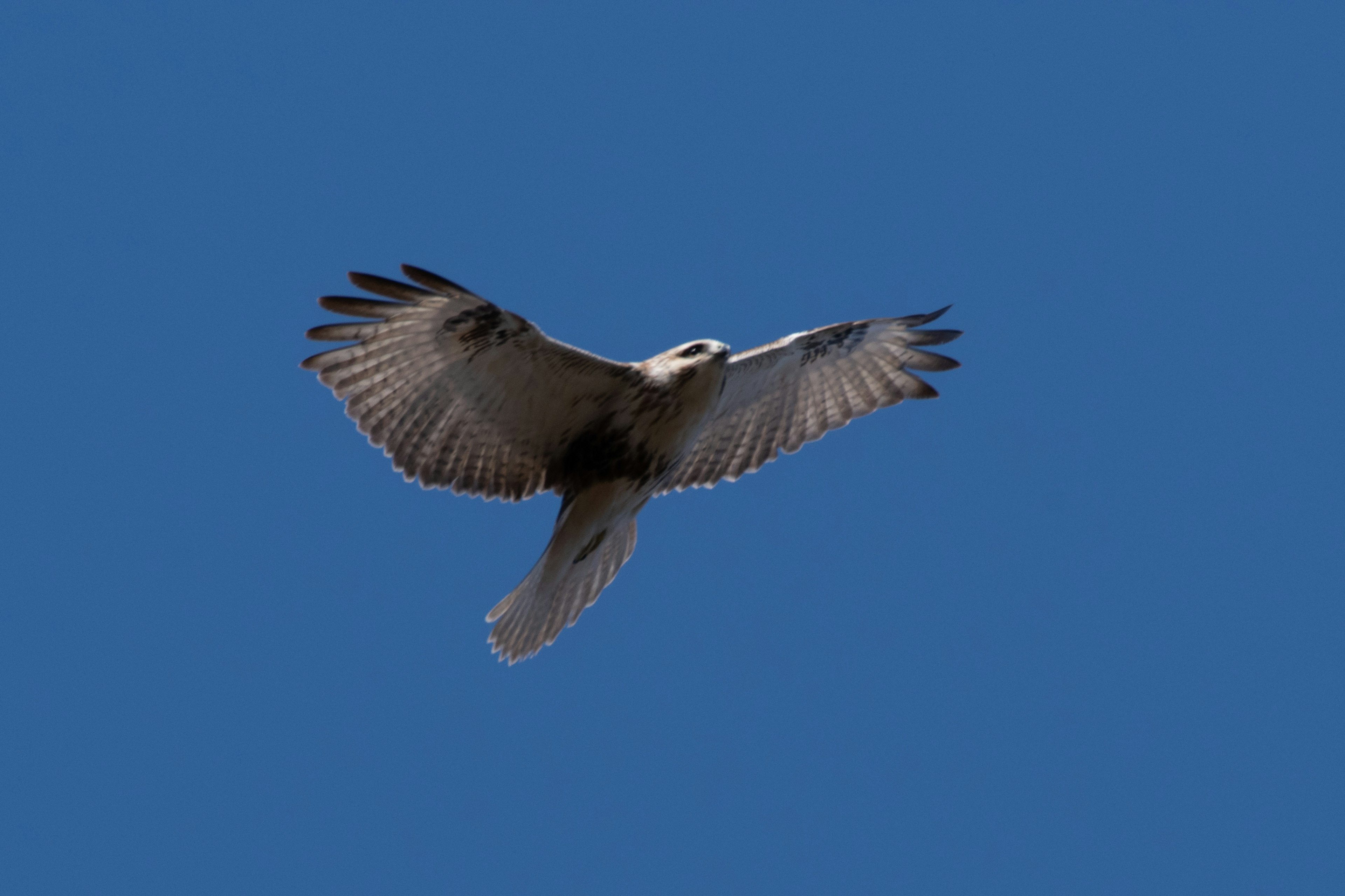 Bird soaring against a clear blue sky