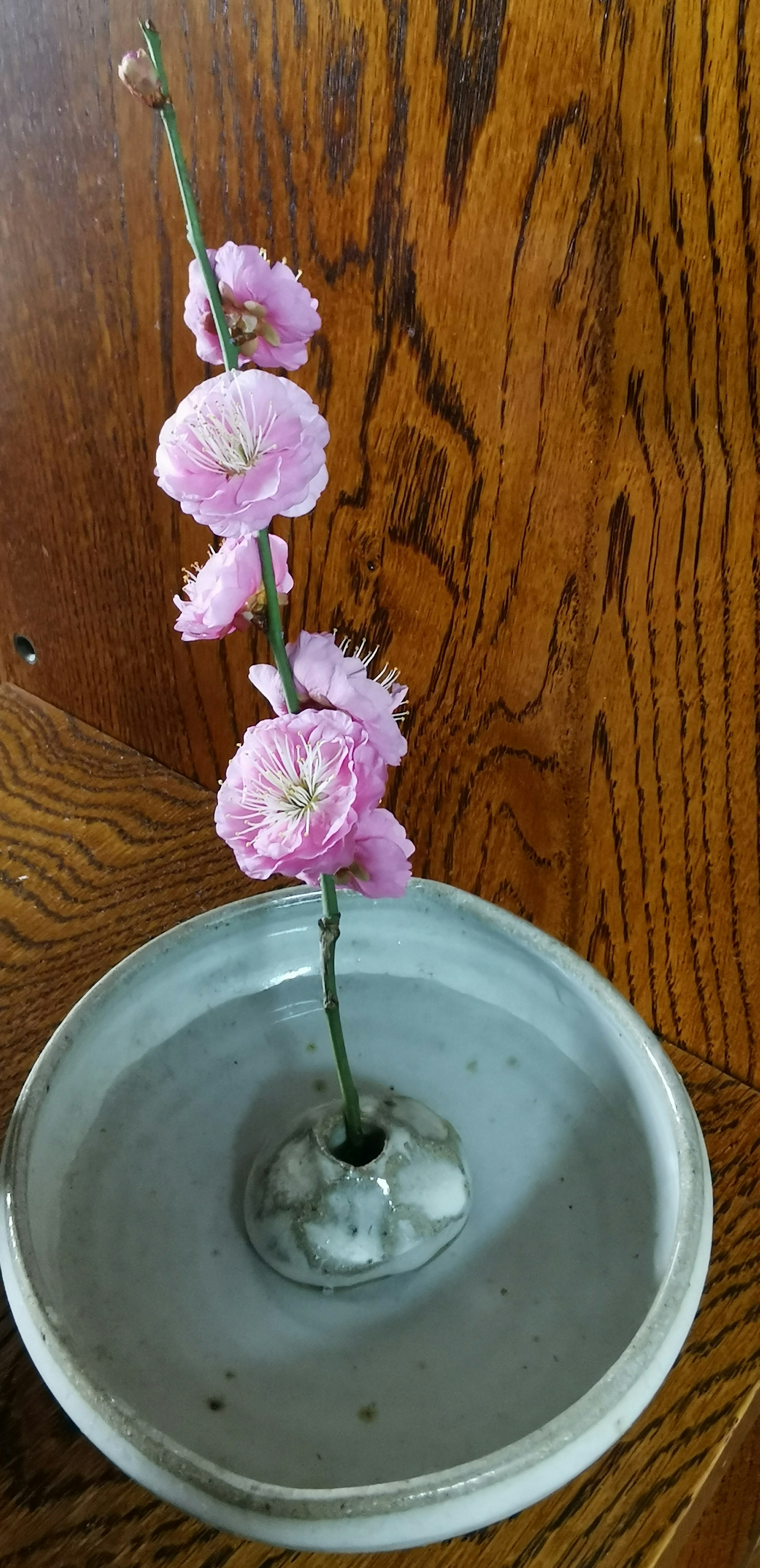 薄いピンクの花が咲いた枝が灰色の陶器の皿に挿されている