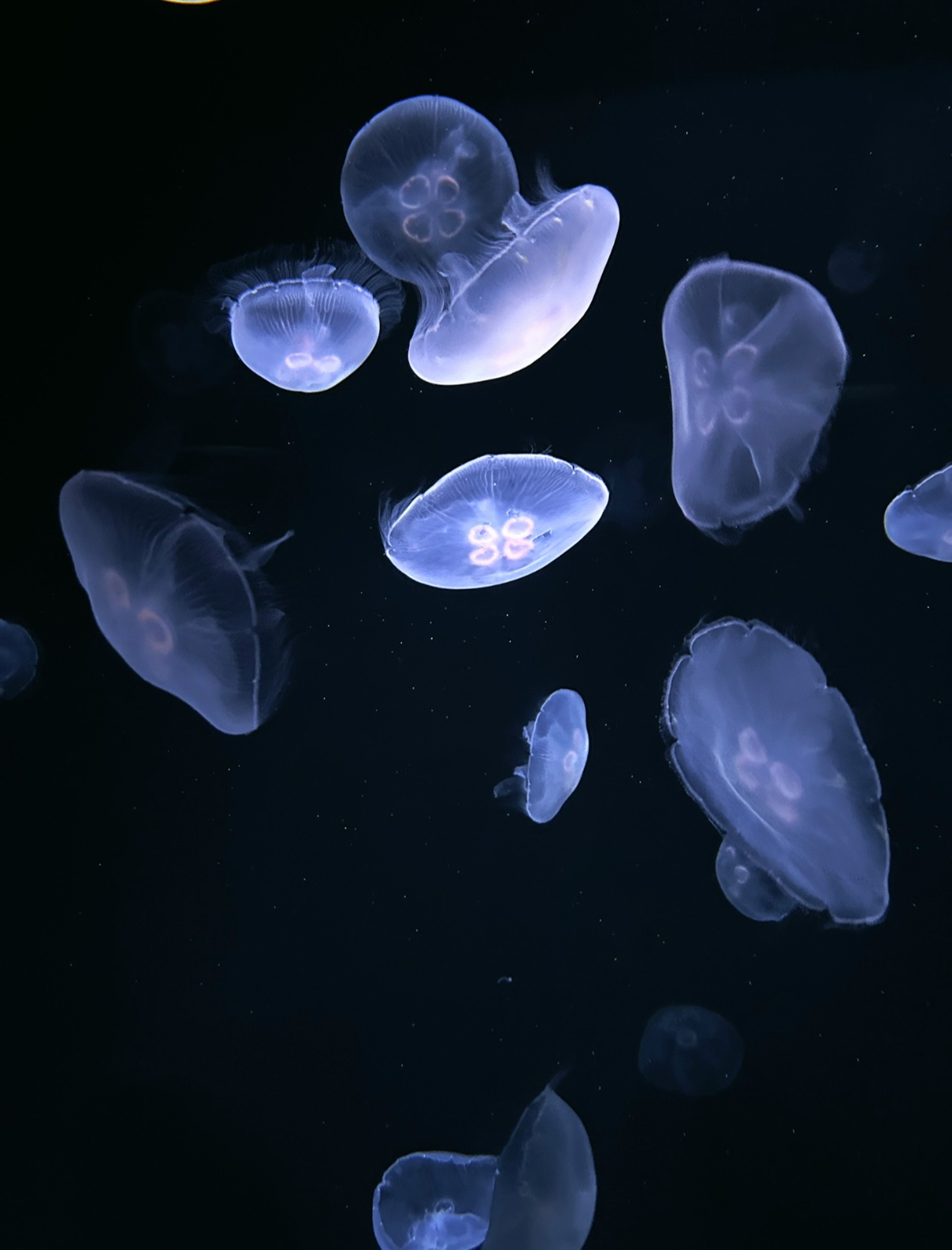 A variety of jellyfish floating against a dark background