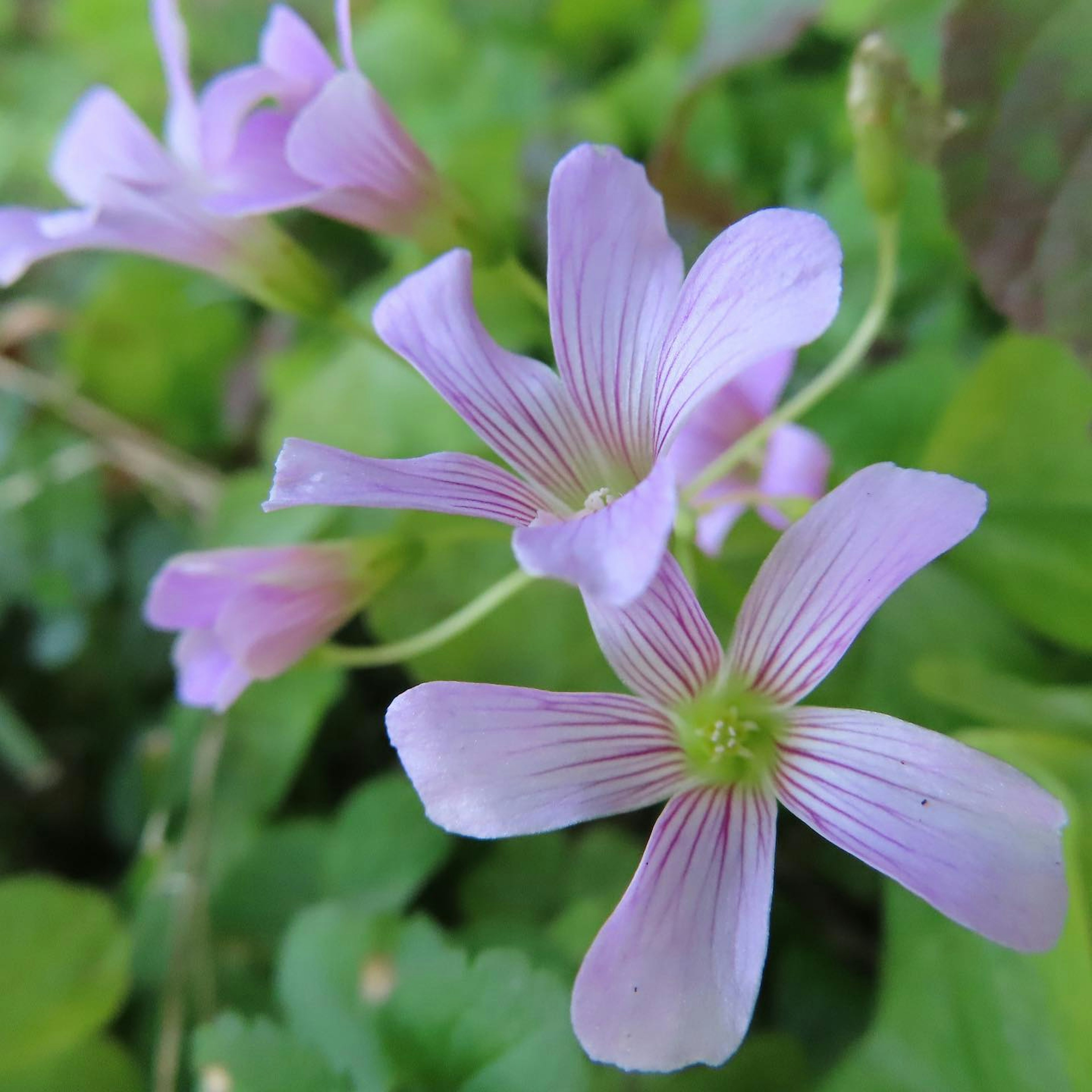 Lila Blumen blühen zwischen grünen Blättern