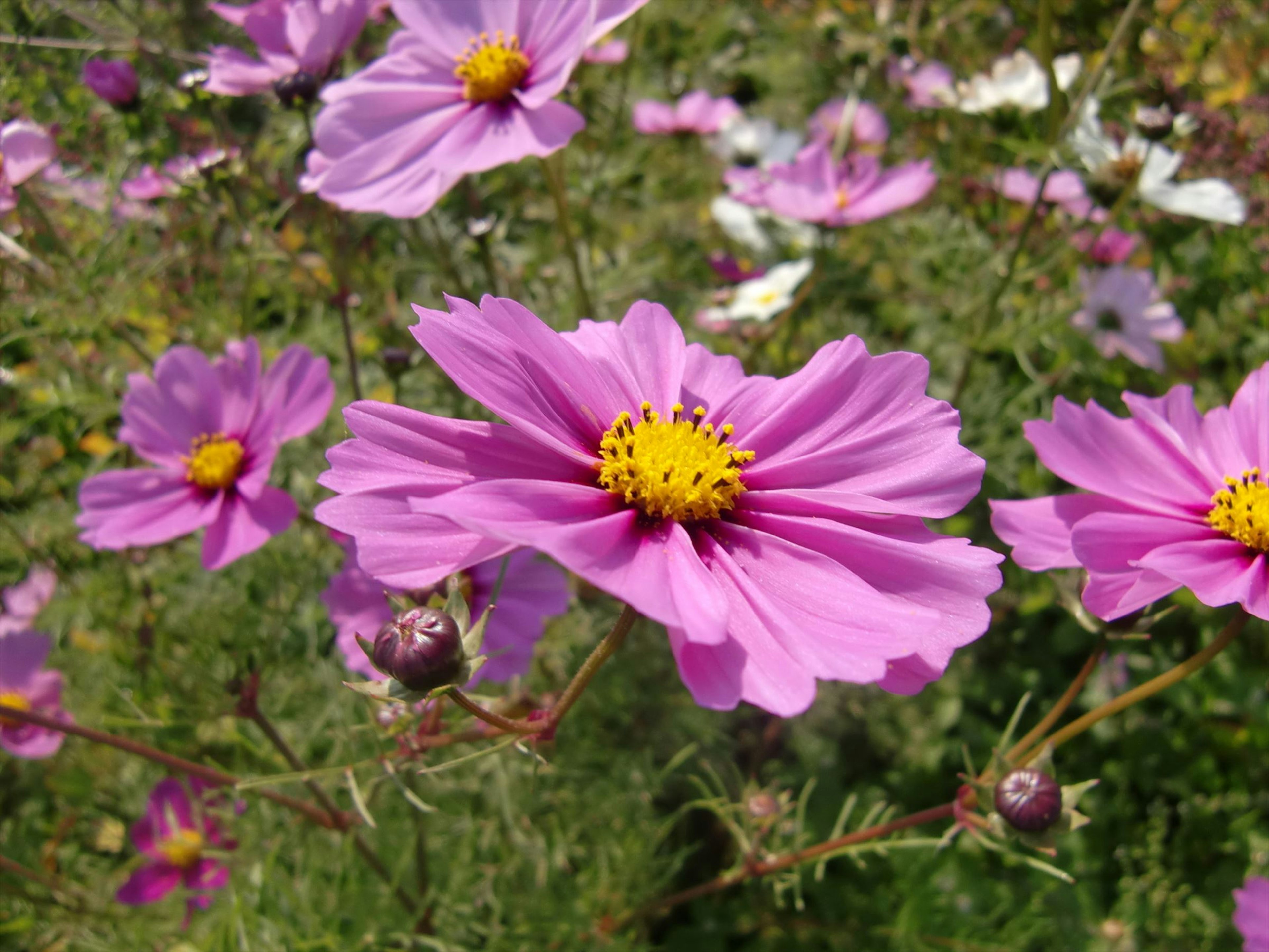 Fiori di cosmos rosa vivaci che fioriscono in un giardino