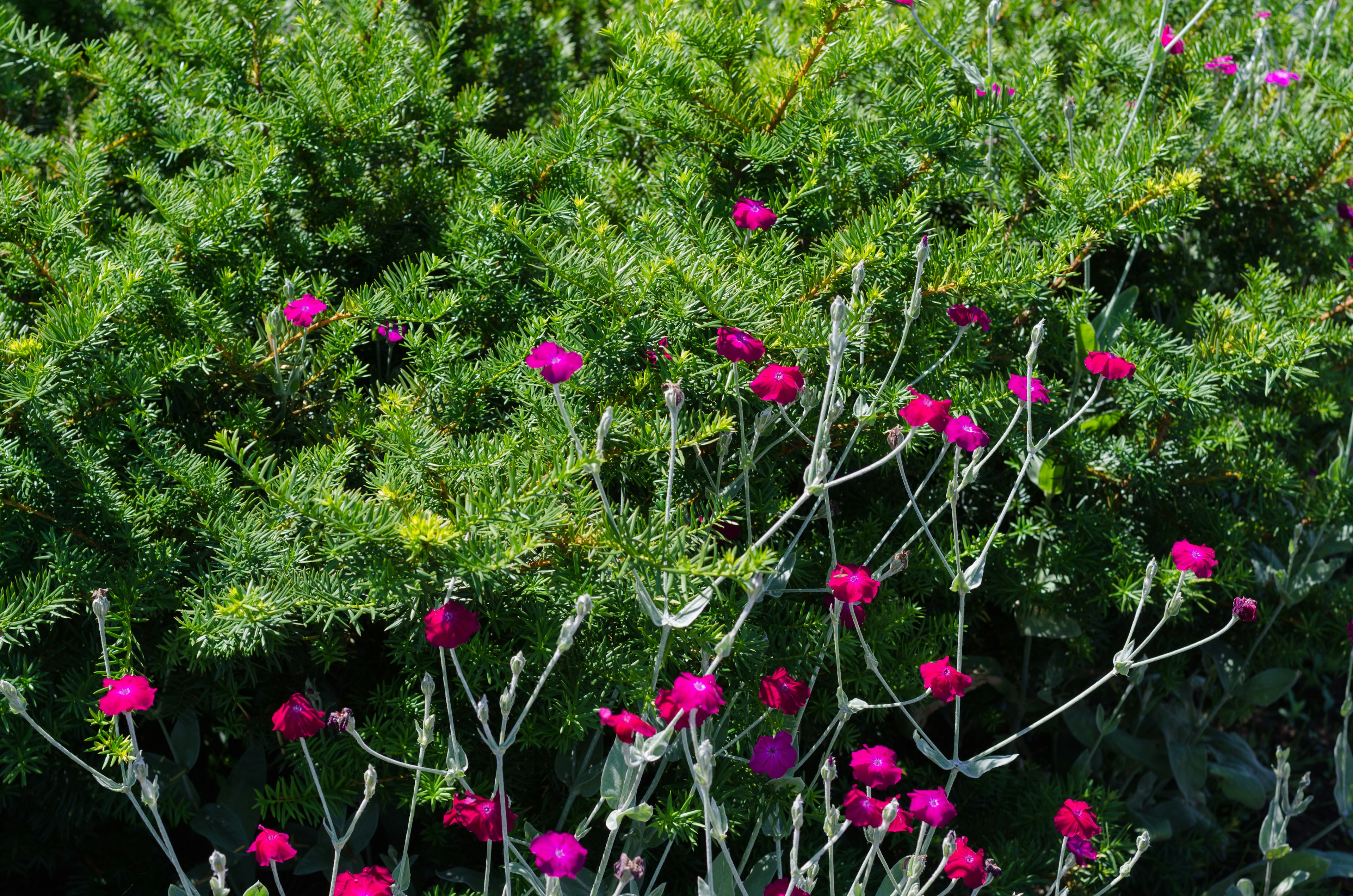 Fiori rosa vivaci circondati da fogliame verde lussureggiante