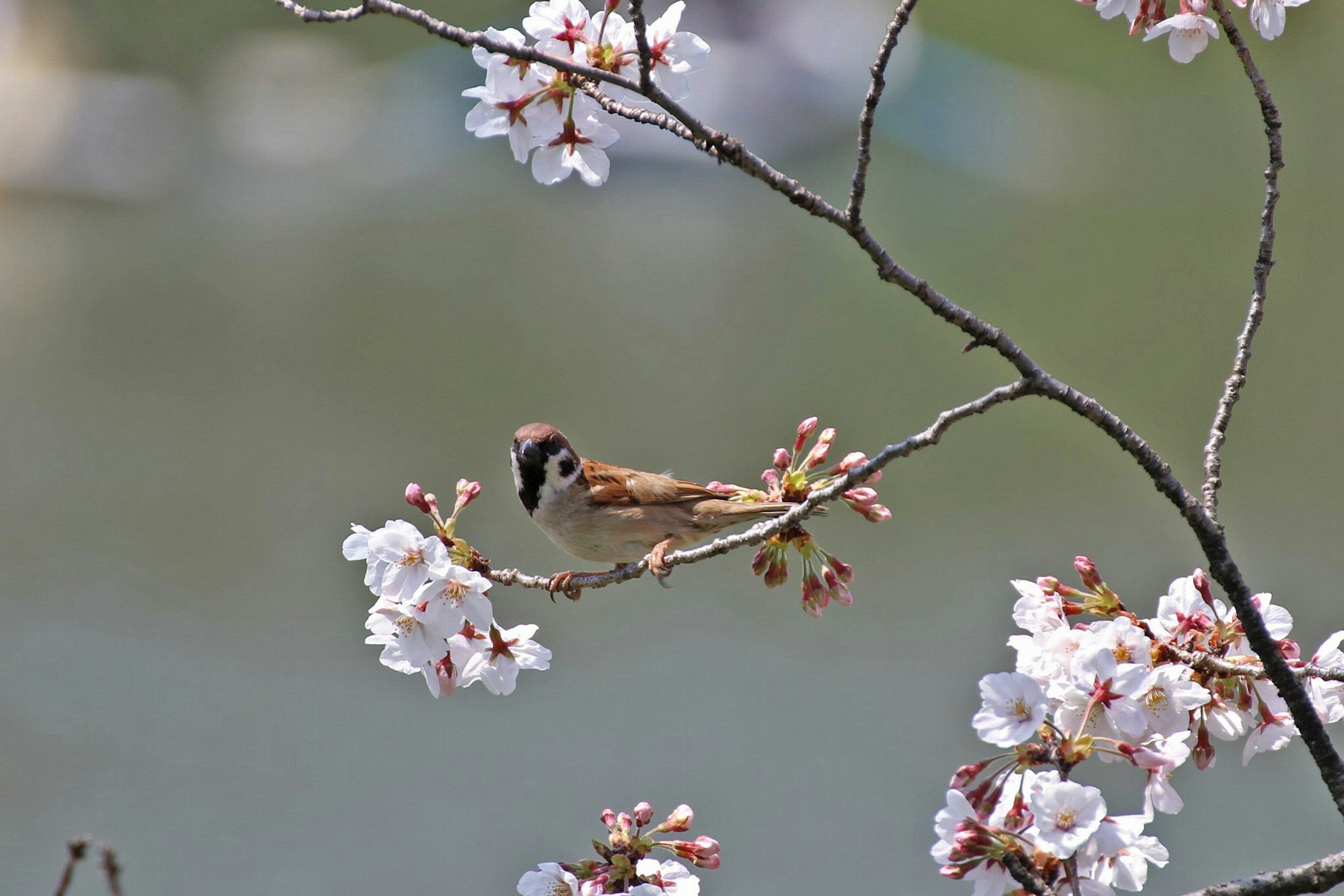 Un piccolo uccello posato tra i fiori di ciliegio