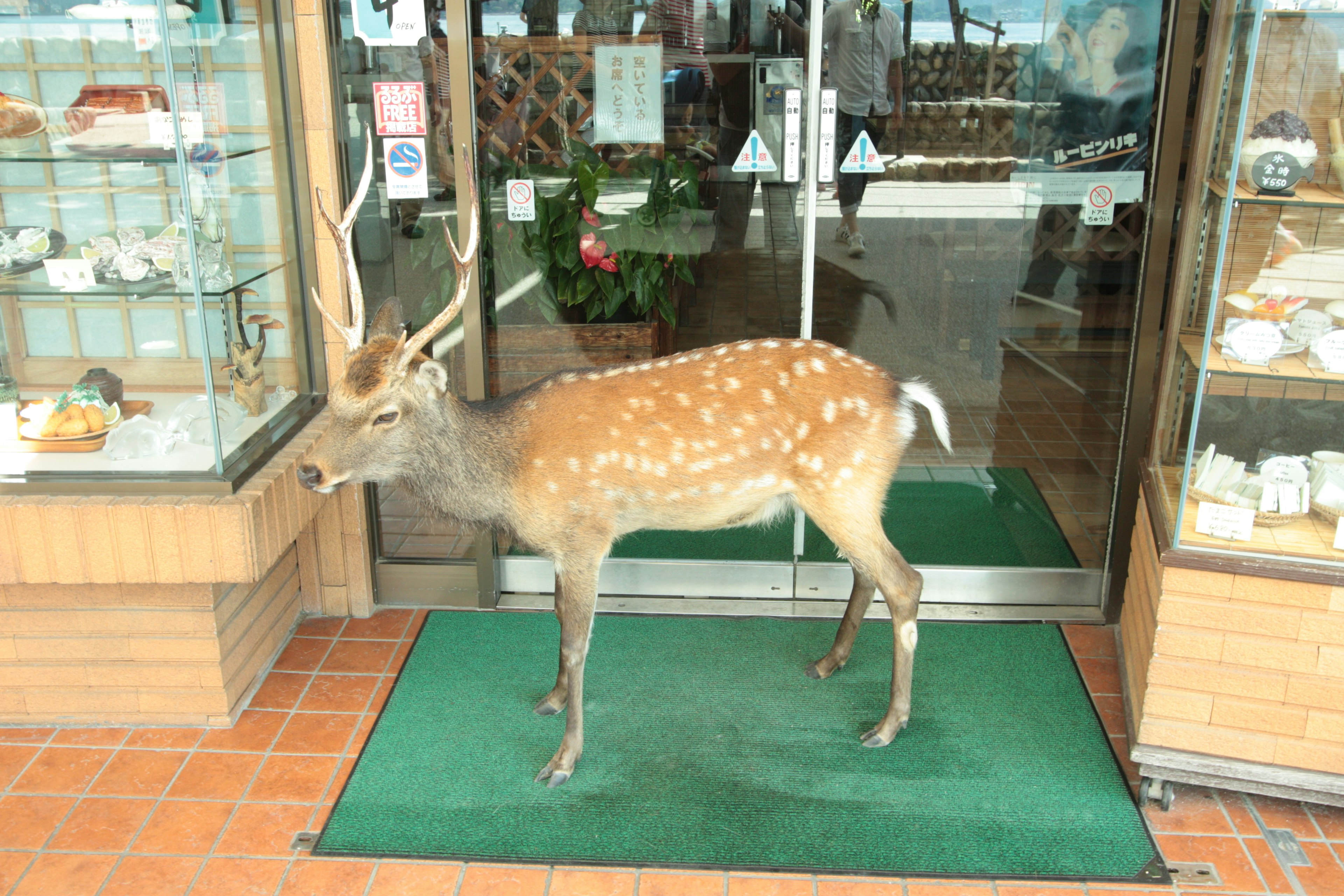 A deer standing in front of a glass door