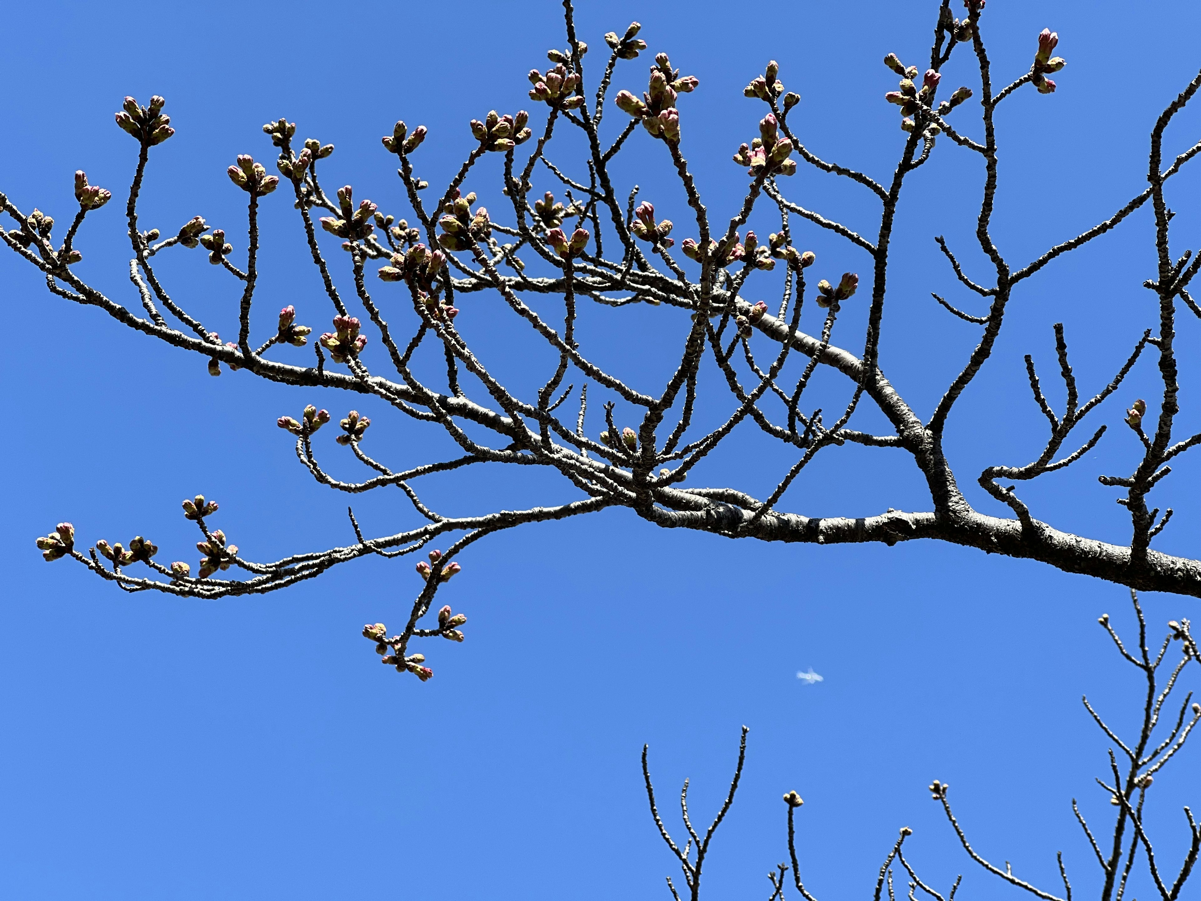 Cabang dengan tunas di bawah langit biru