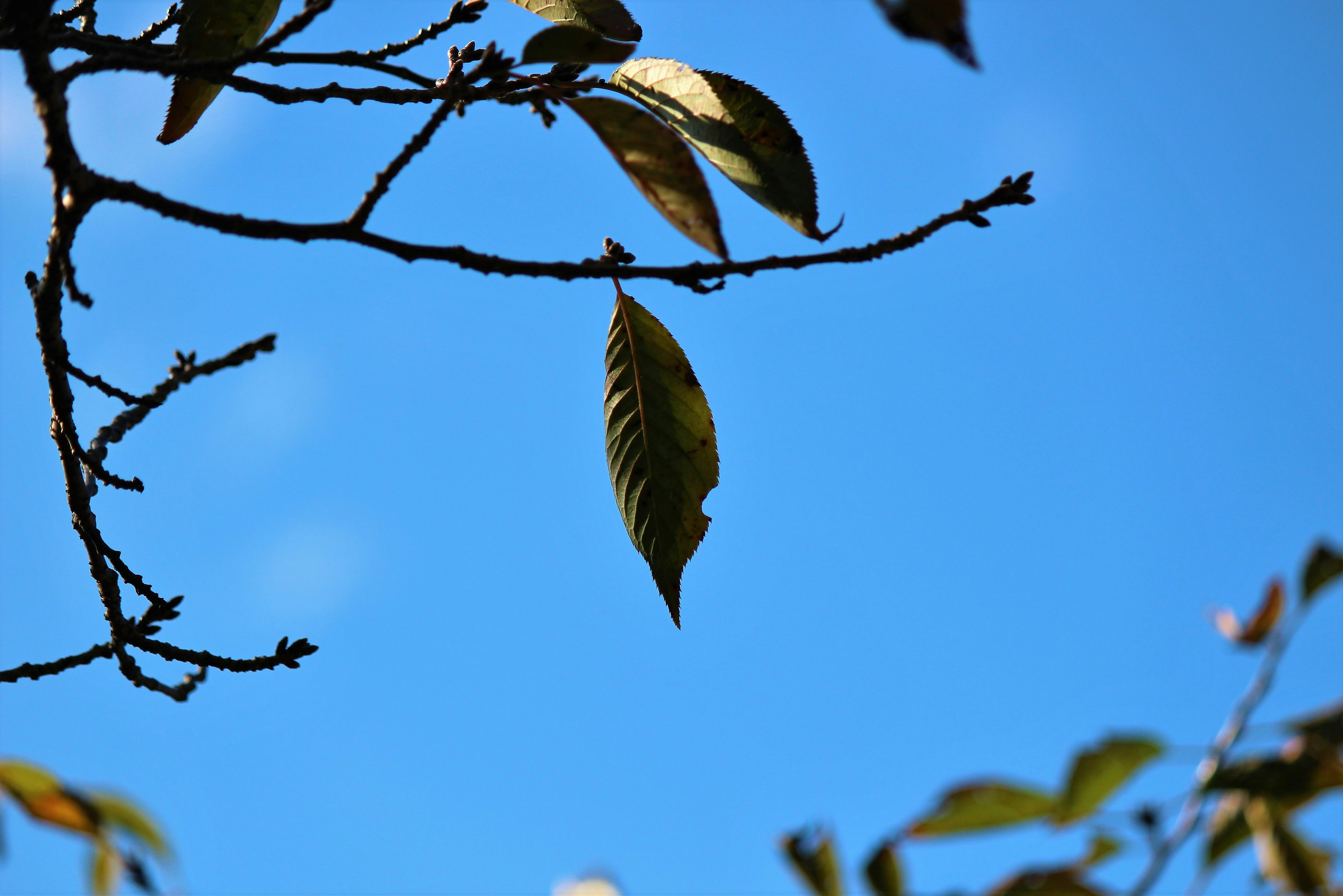 Close-up of tree branches and leaves against a blue sky