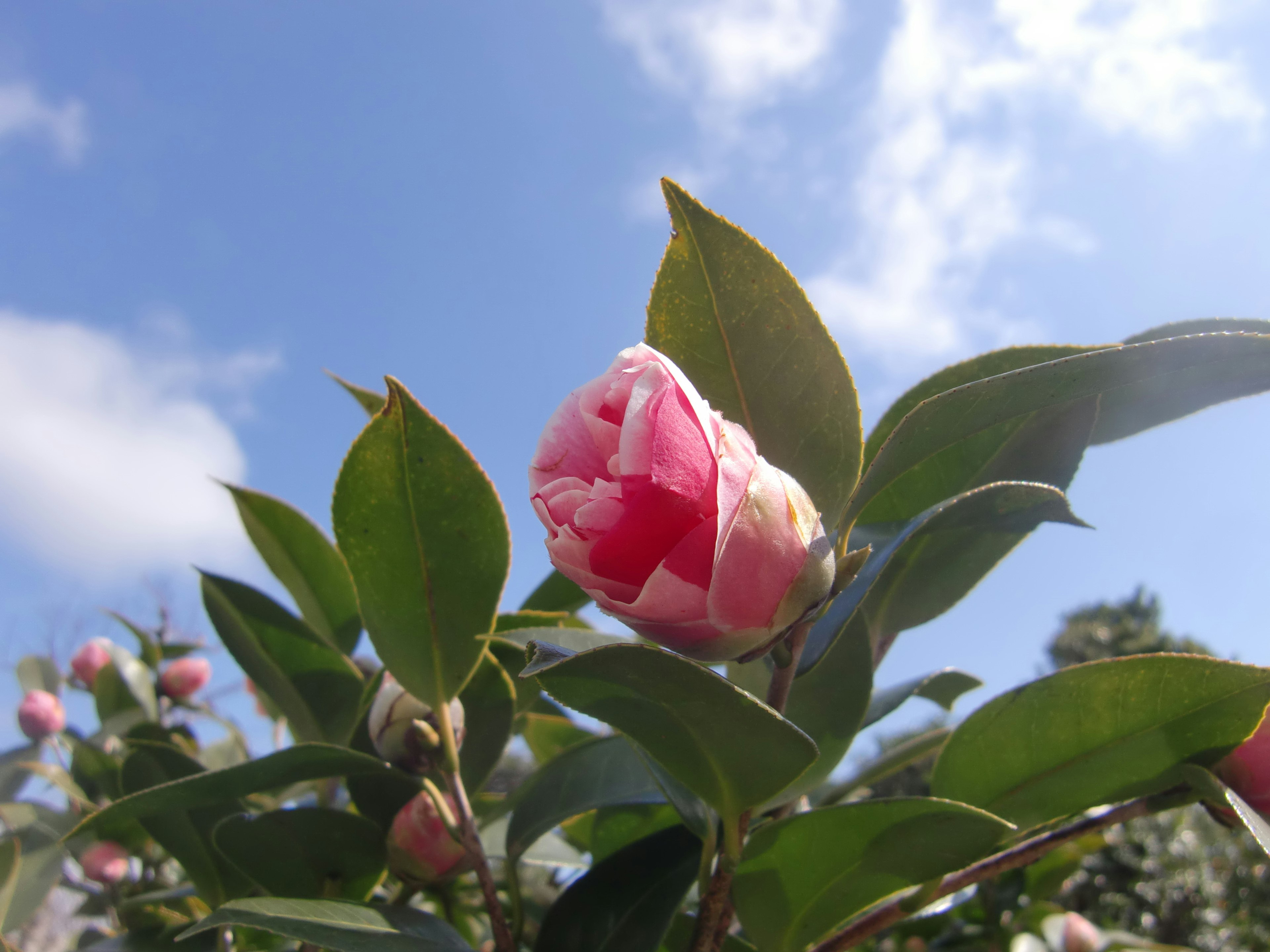 Pink flower bud surrounded by green leaves under a blue sky