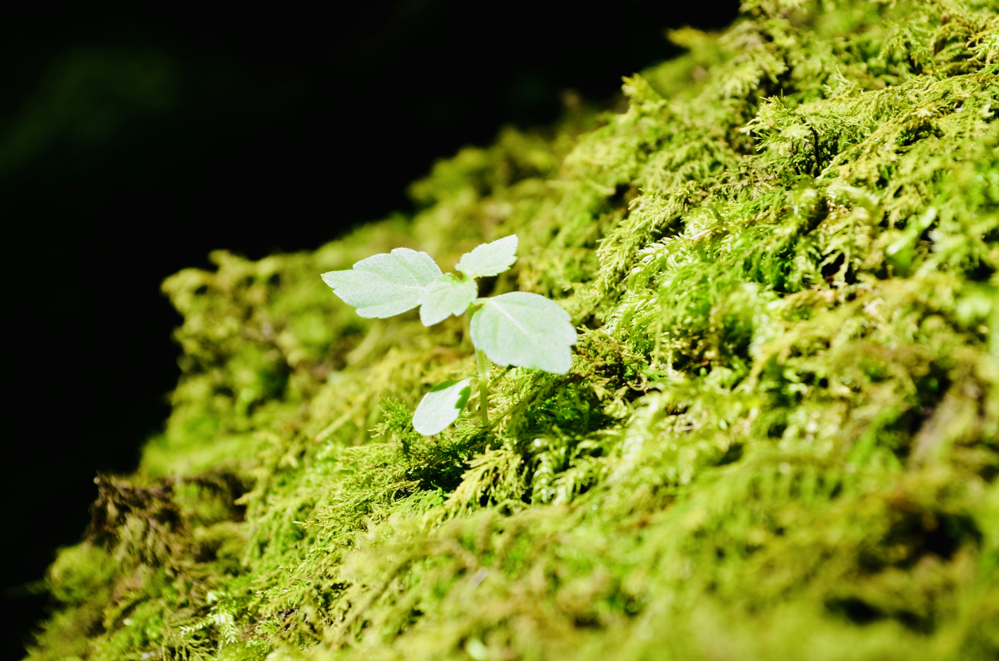 Small white-leaved plant growing on green moss