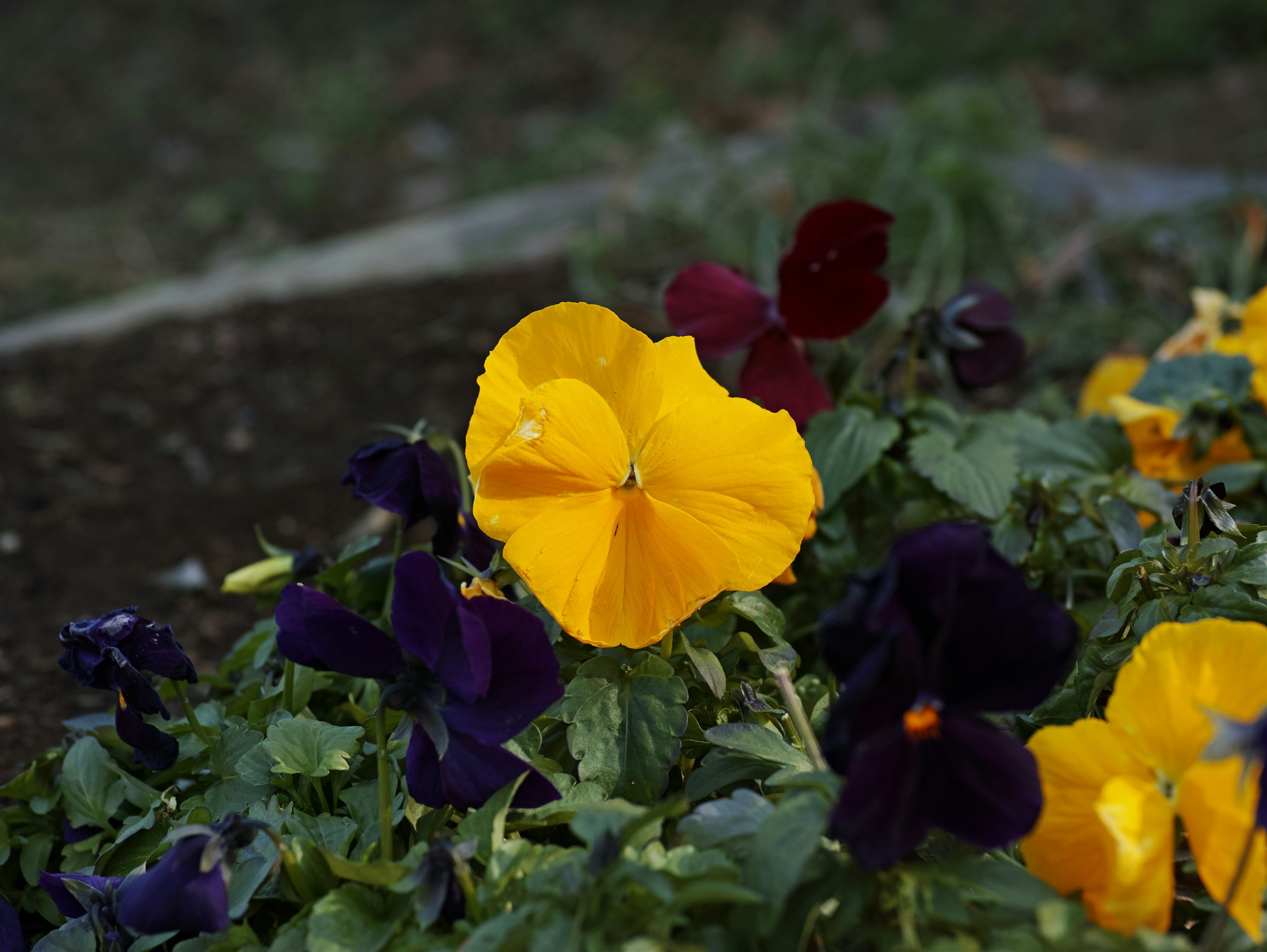 Close-up dari pansy kuning yang cerah berbunga di antara pansy ungu