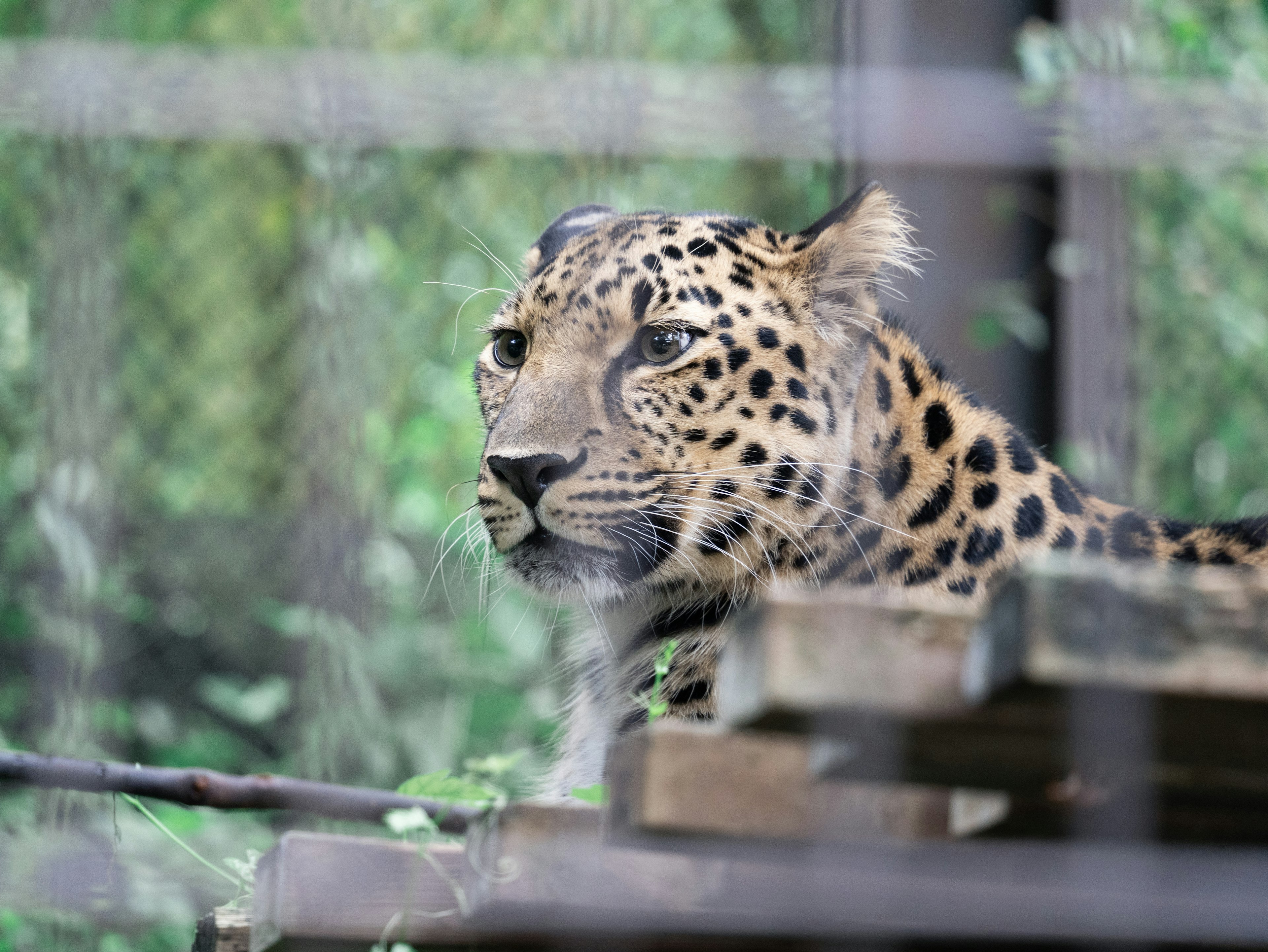 Nahaufnahme des Gesichts eines Leoparden in einem Käfig mit grünem Hintergrund