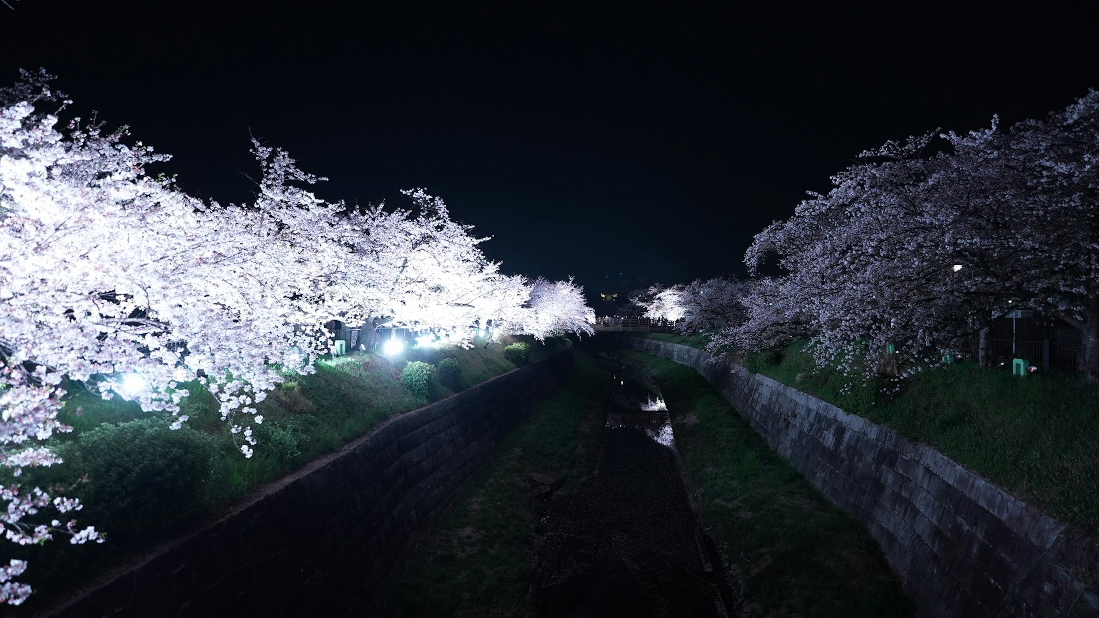 Hermosa vista de cerezos iluminados por la noche