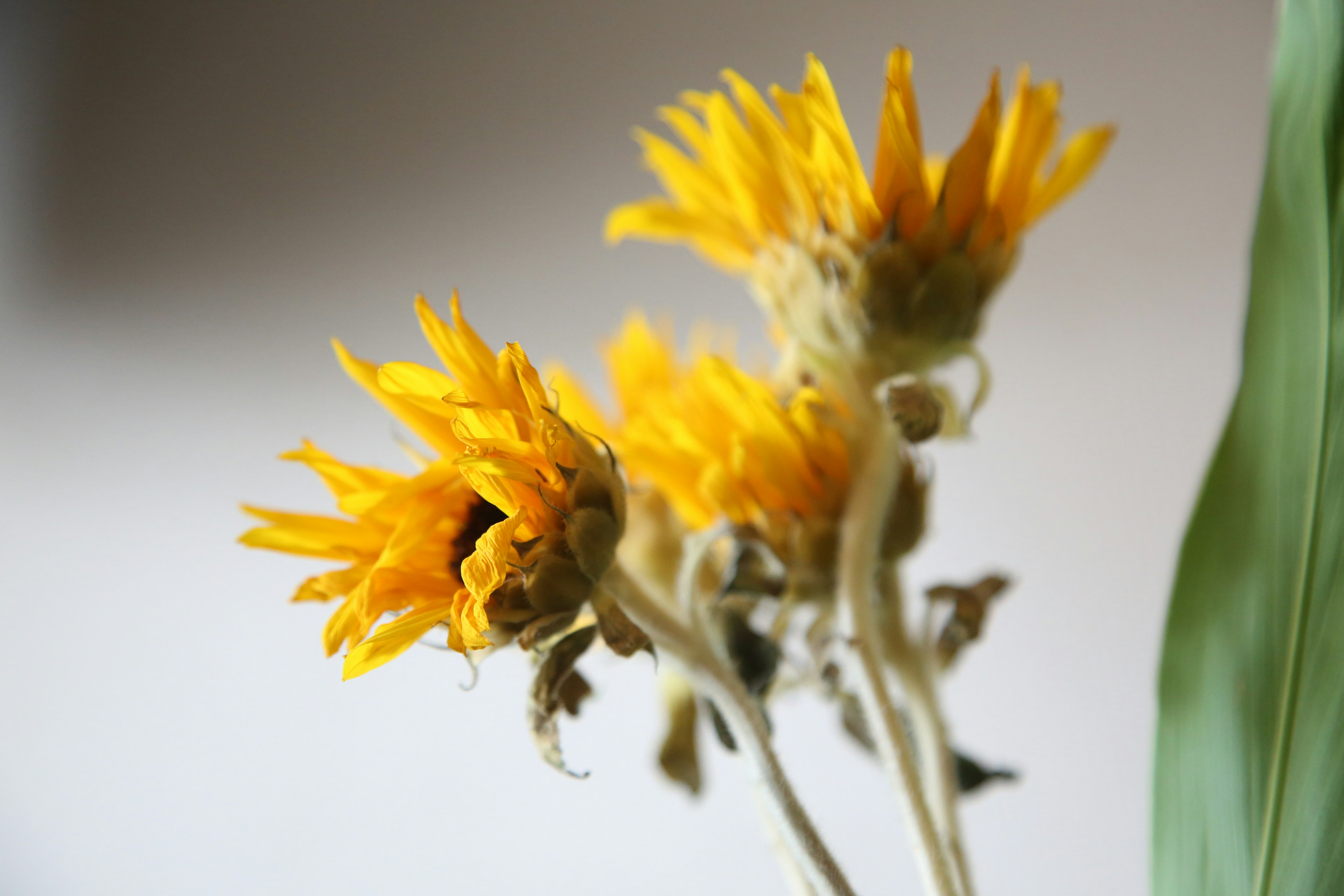 Primo piano di diversi fiori gialli vivaci con gambi verdi