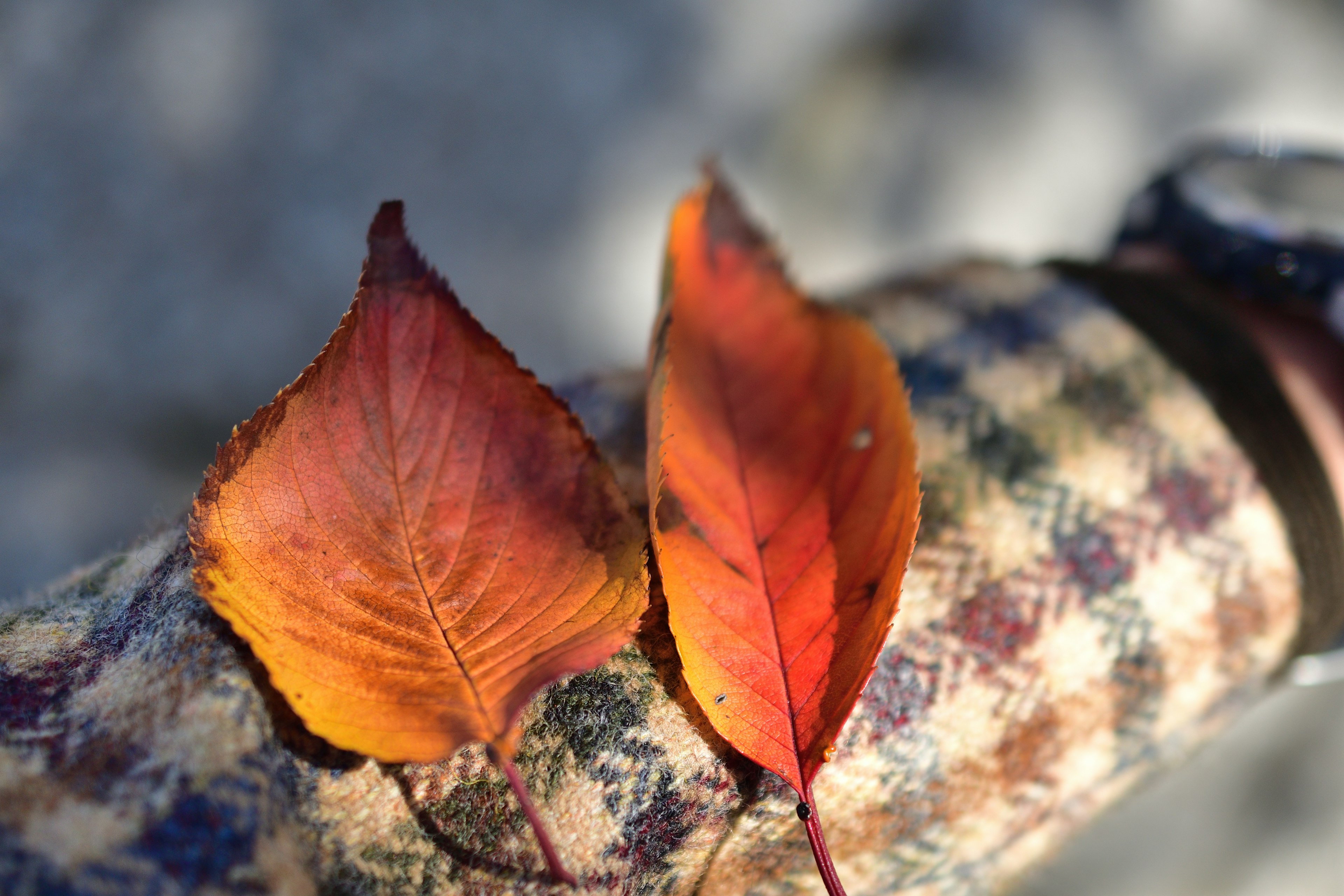 Two autumn leaves in red and orange resting on a checkered fabric